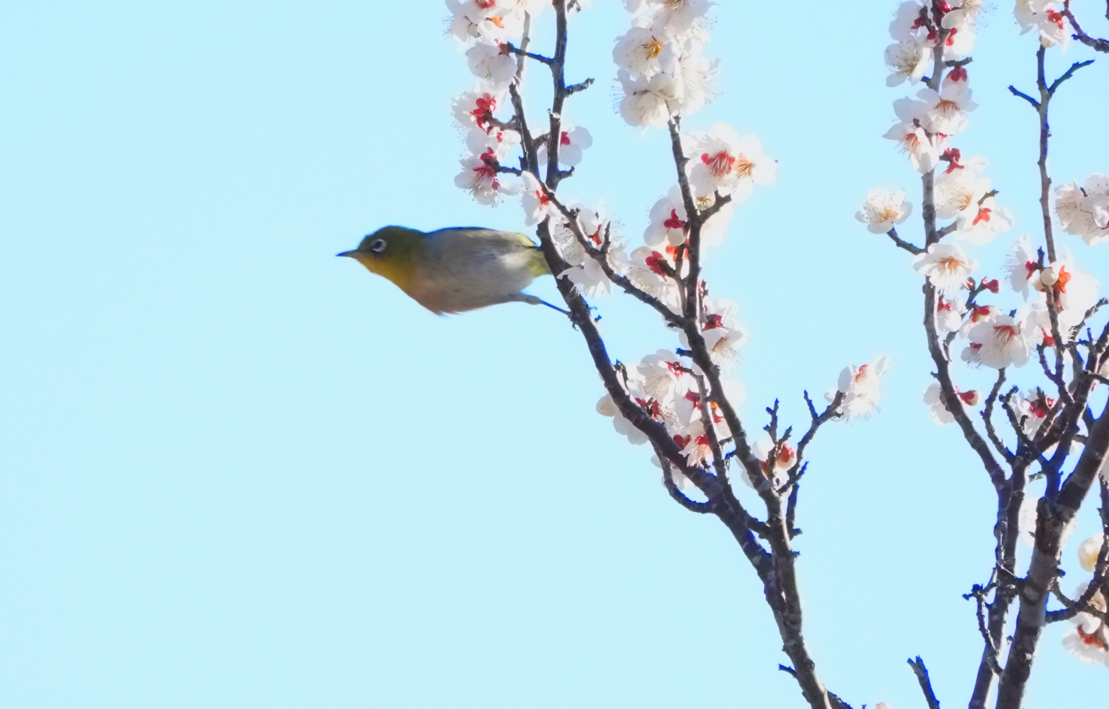 メジロのリリース