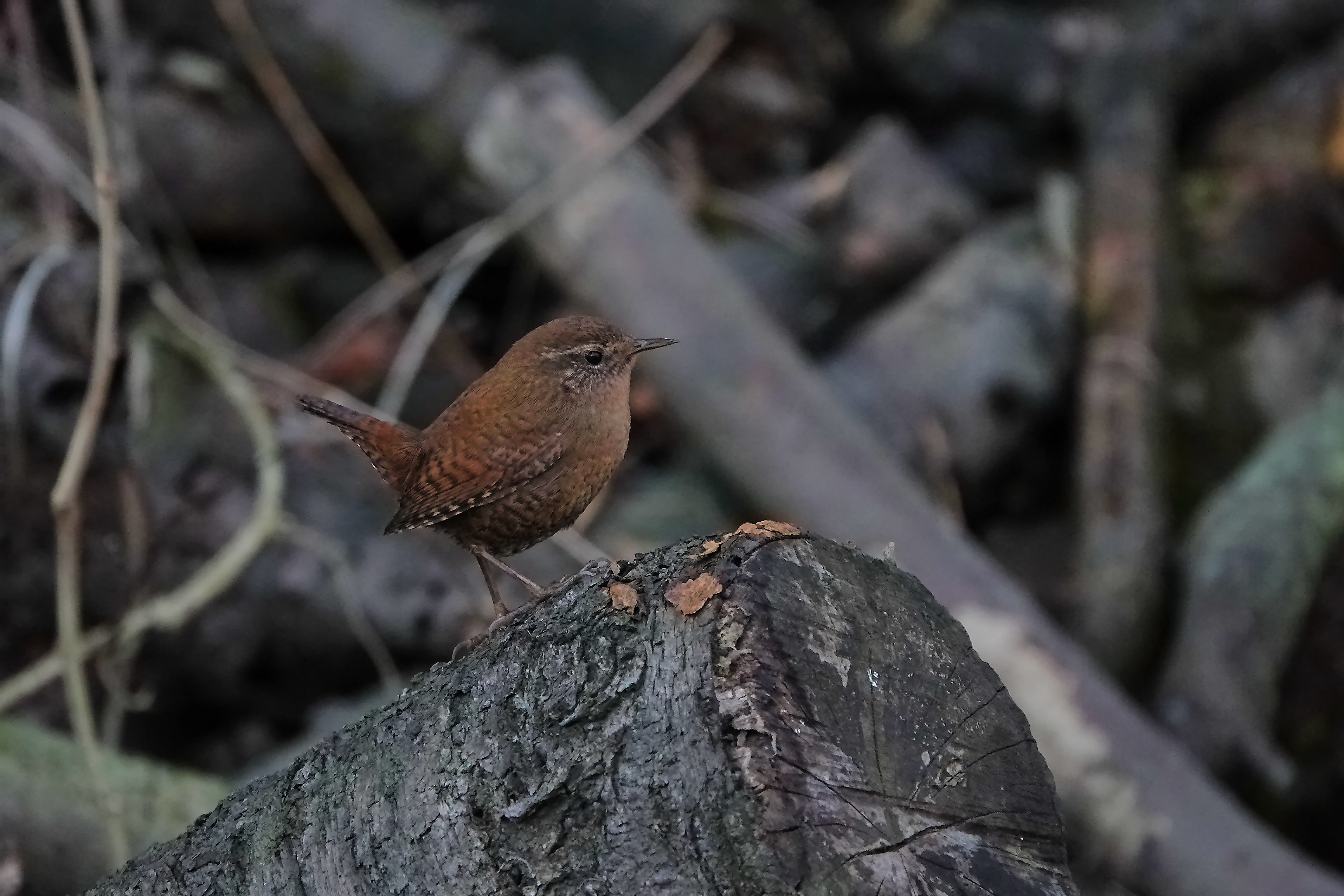 鳥の王様凛として♪