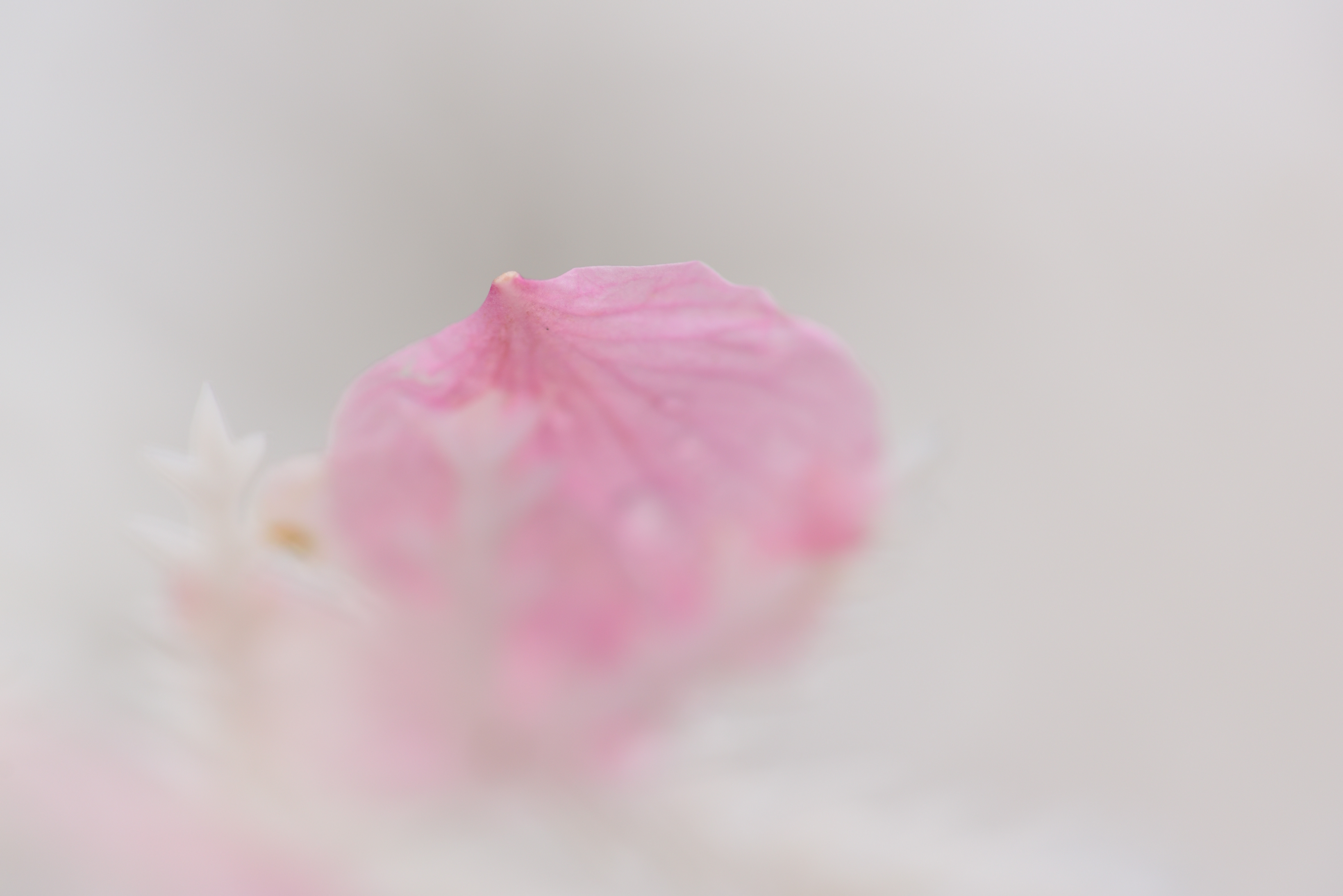 一片の春Ⅰ~優しさに包まれたなら~