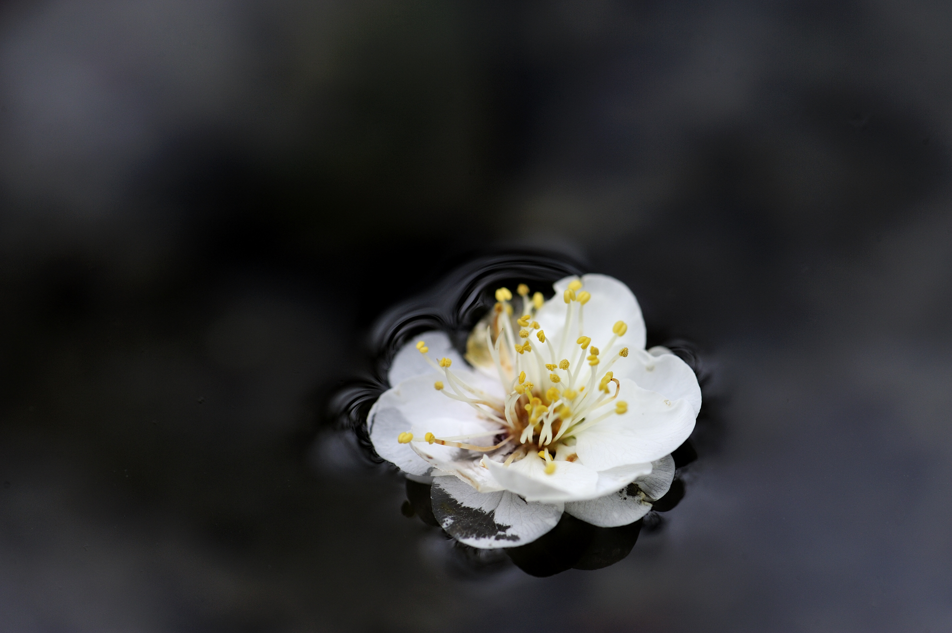 漂う