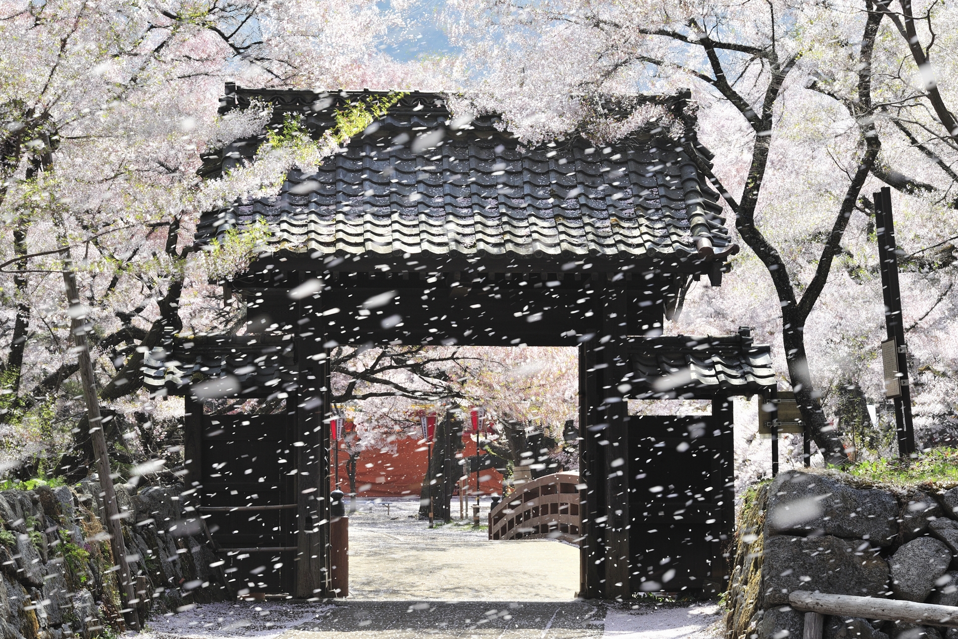 桜吹雪