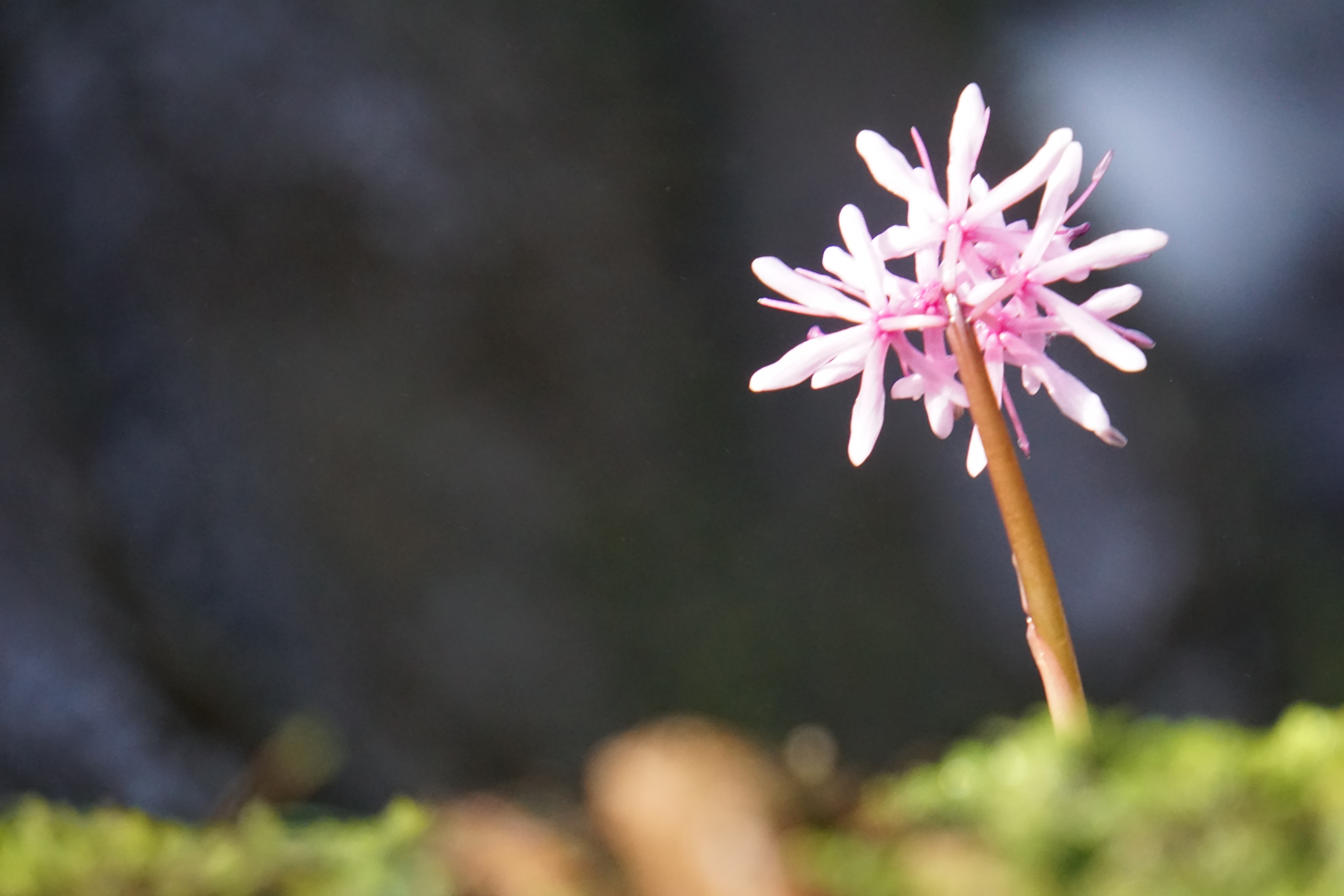 滝壺に咲く花