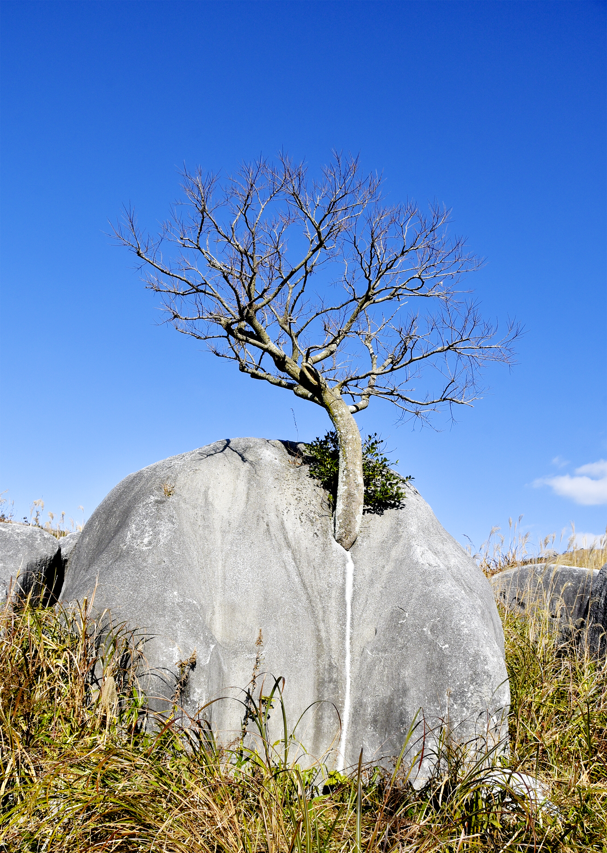 「ド根性の木」(1)