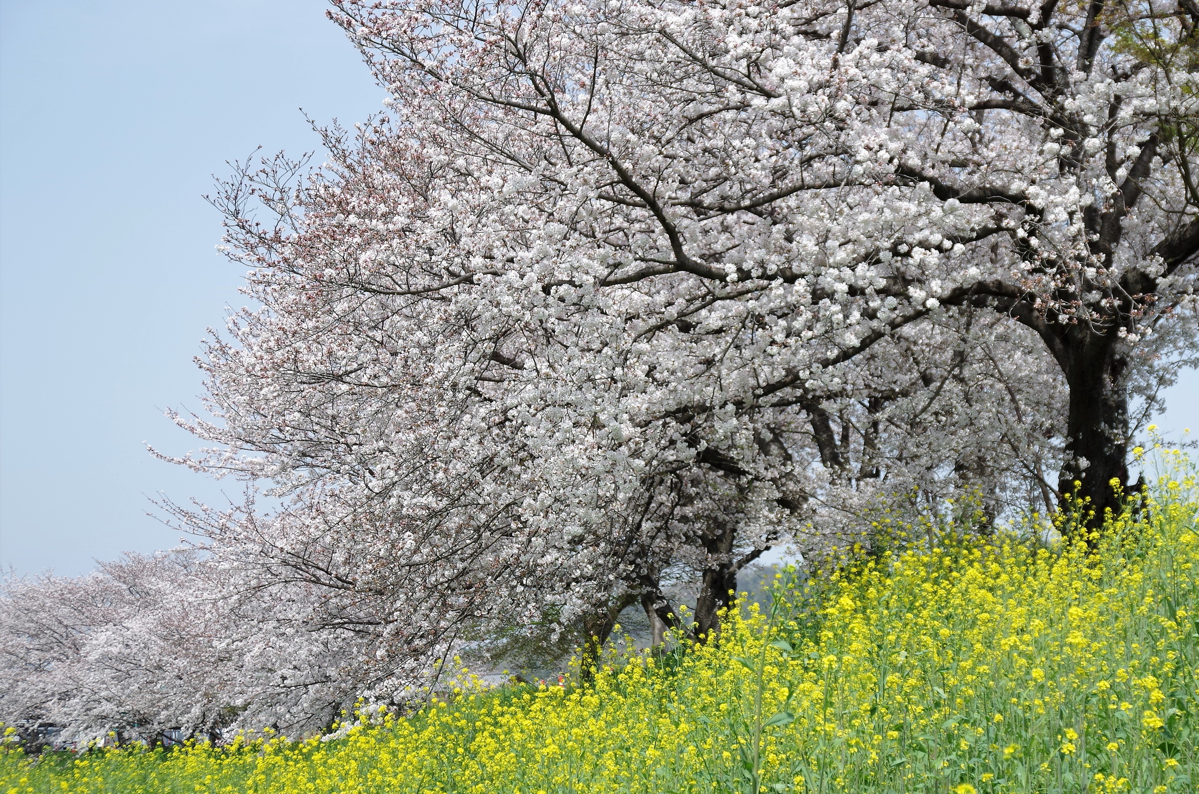菜の花と桜