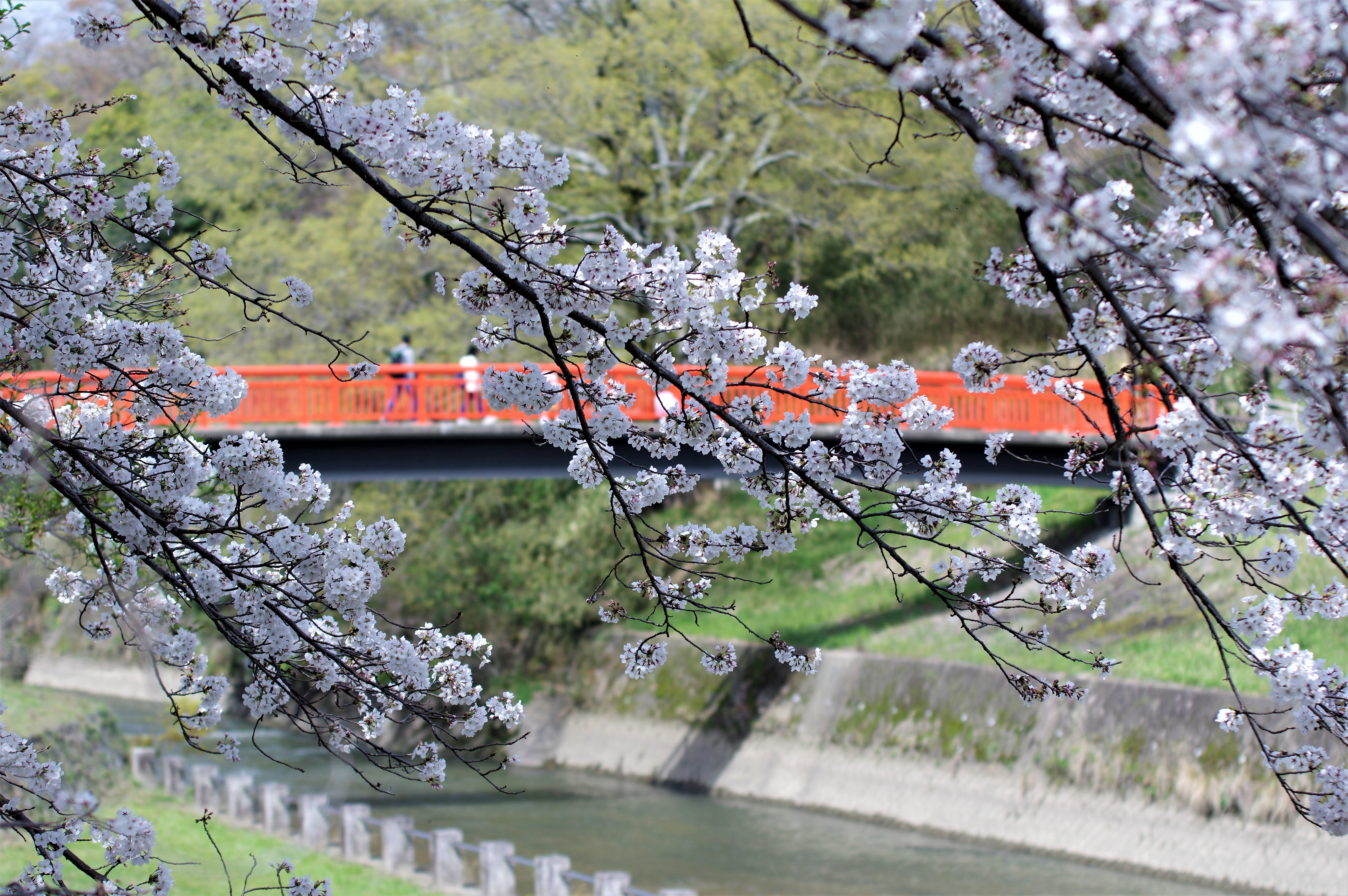 桜と朱色の橋