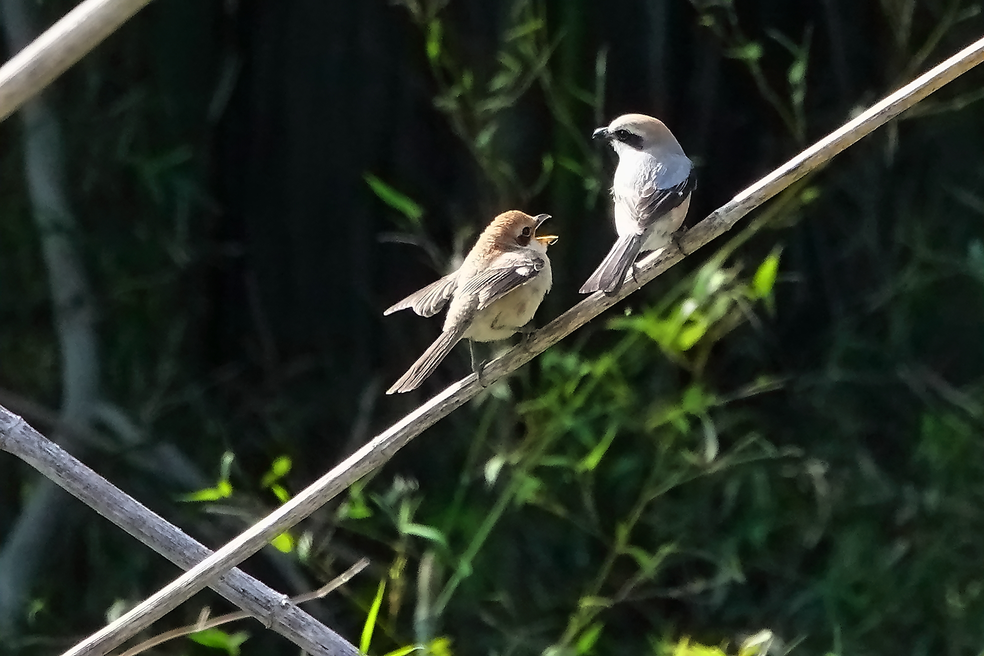 雄親に餌ねだる幼鳥