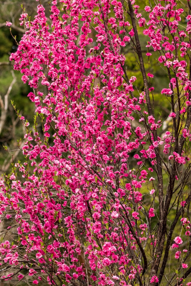 紅花桃