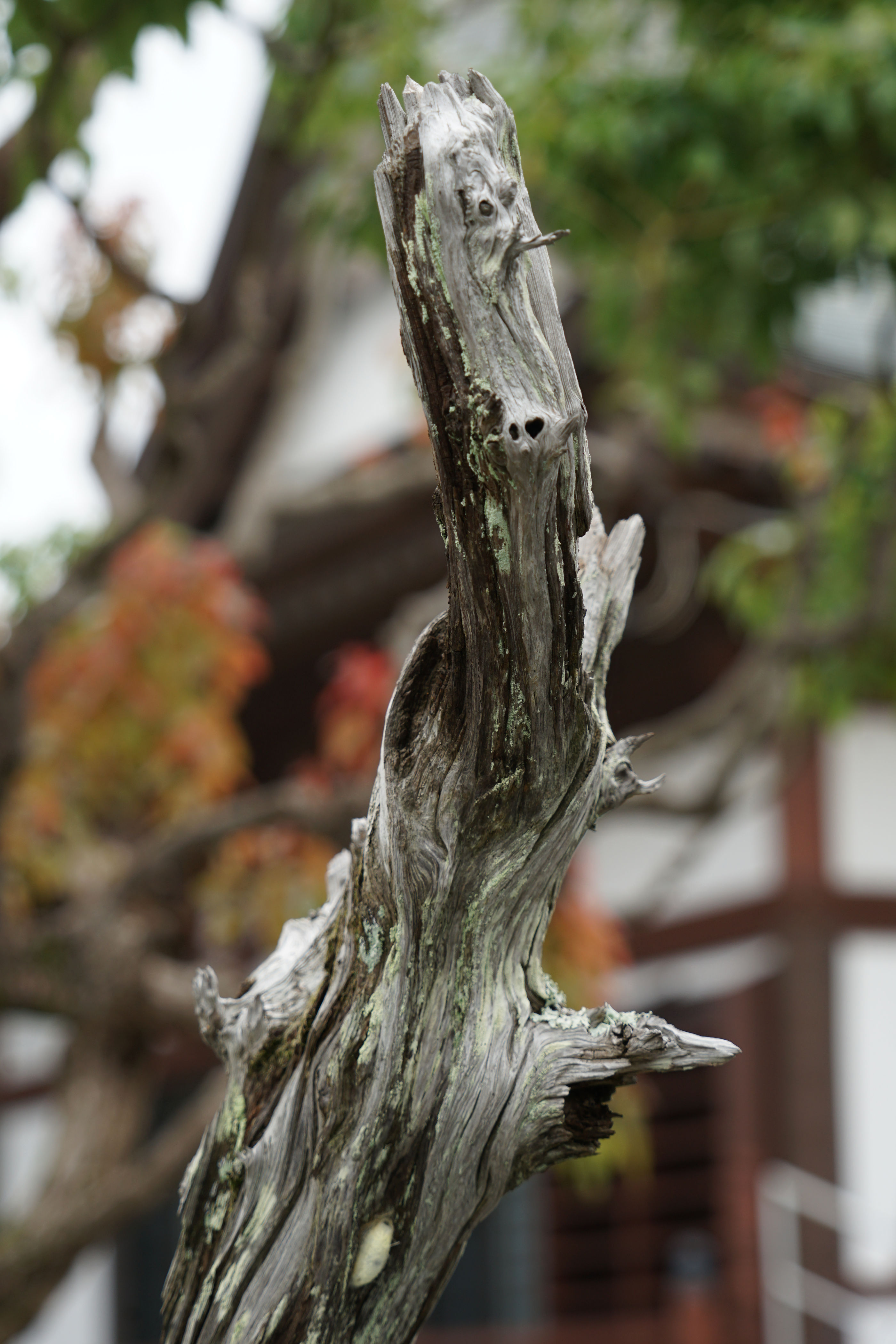 寺の・・・・枯れ木