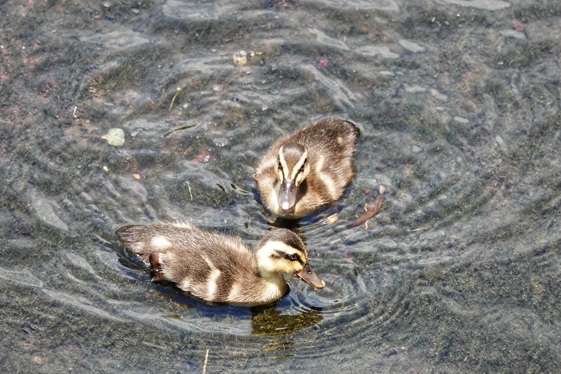 やっと自由に泳げるね!