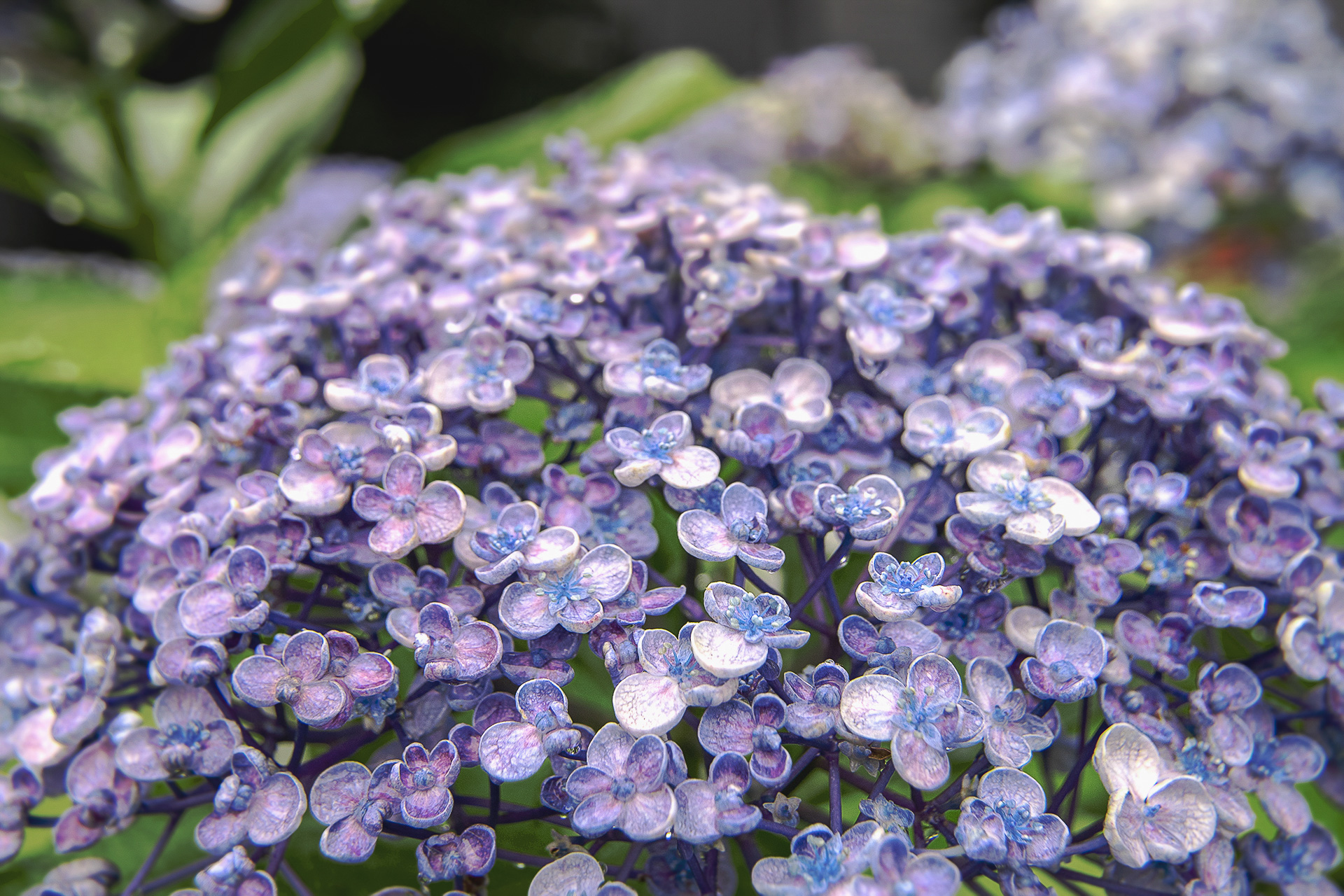 渦紫陽花のコーラス