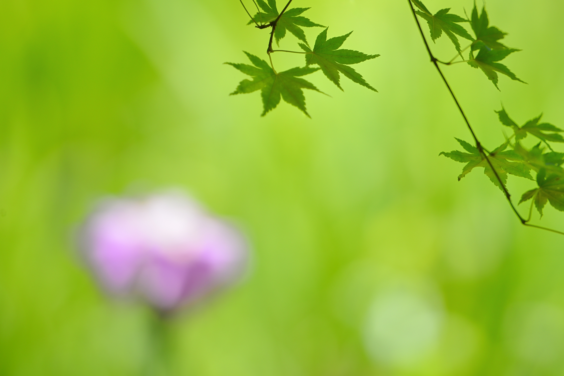菖蒲と青もみじ