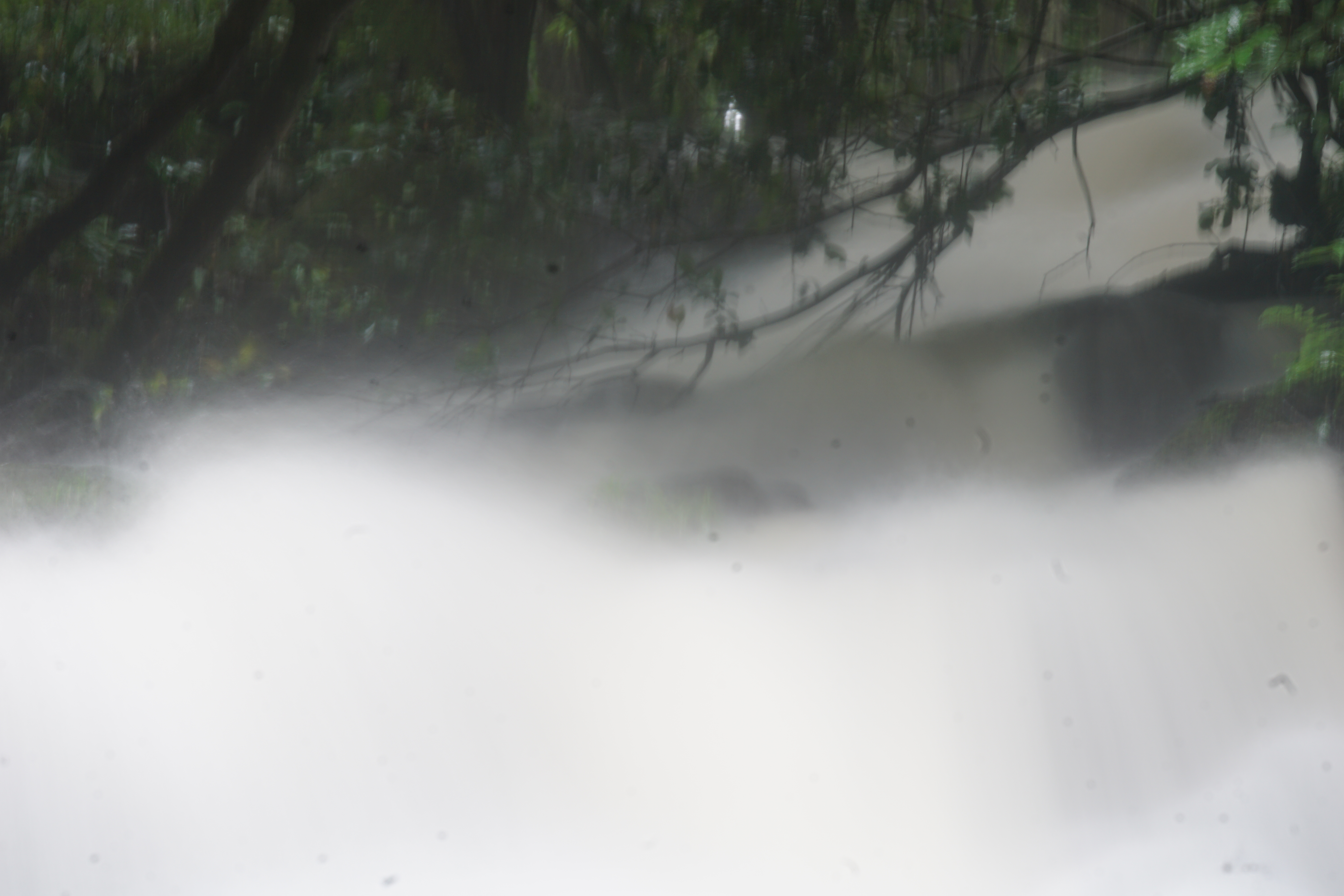 朝霧