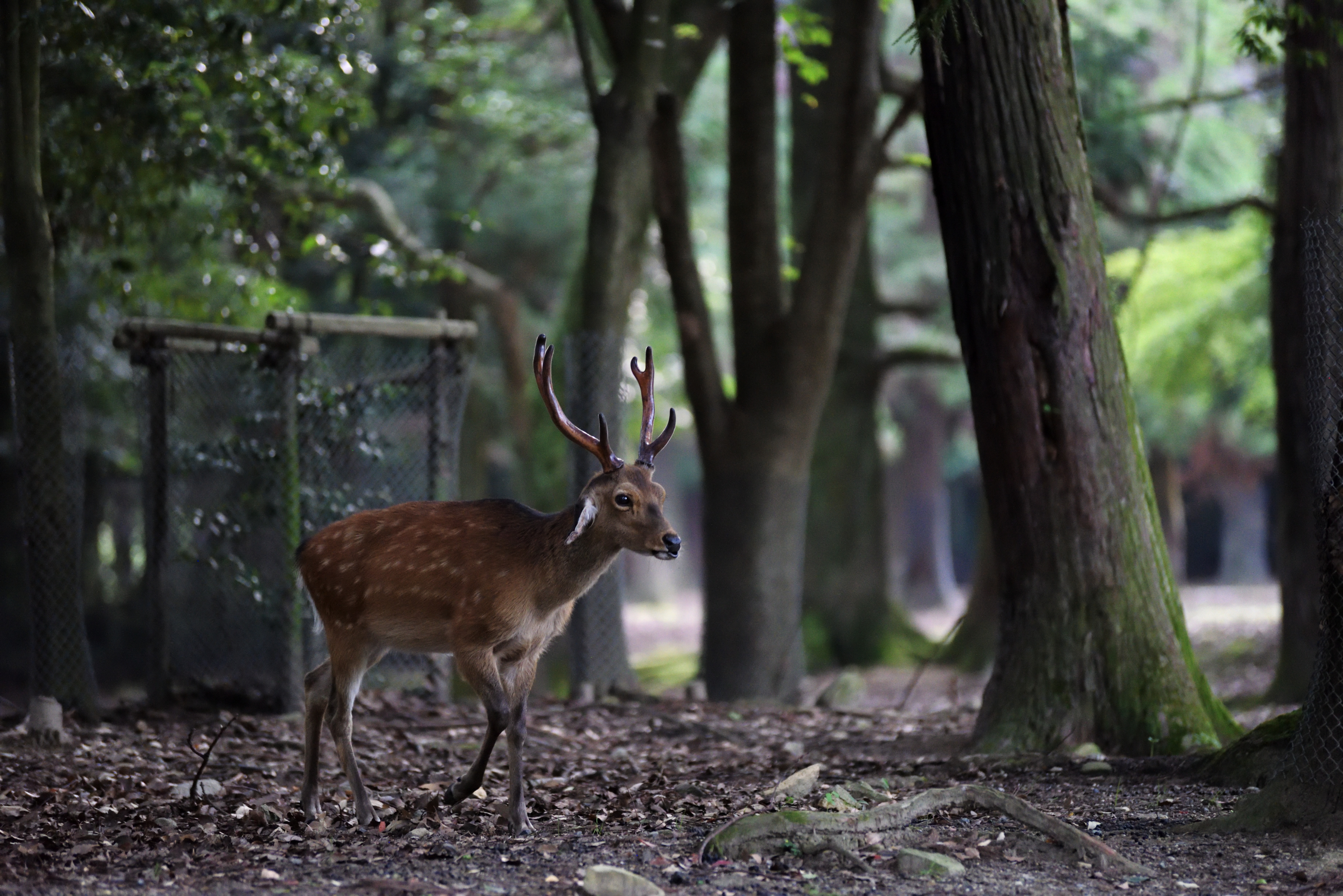 nara deer