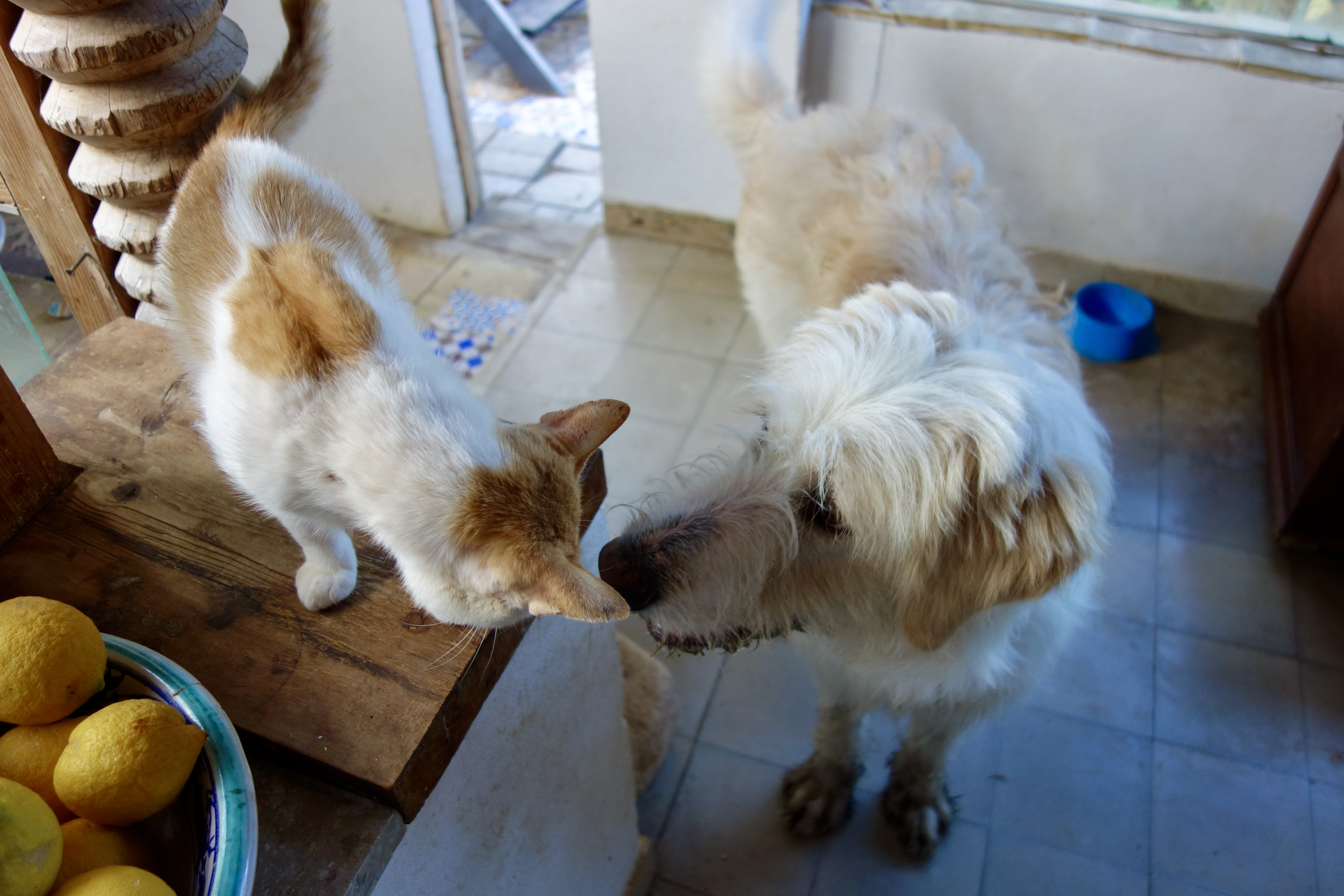 morning kiss…