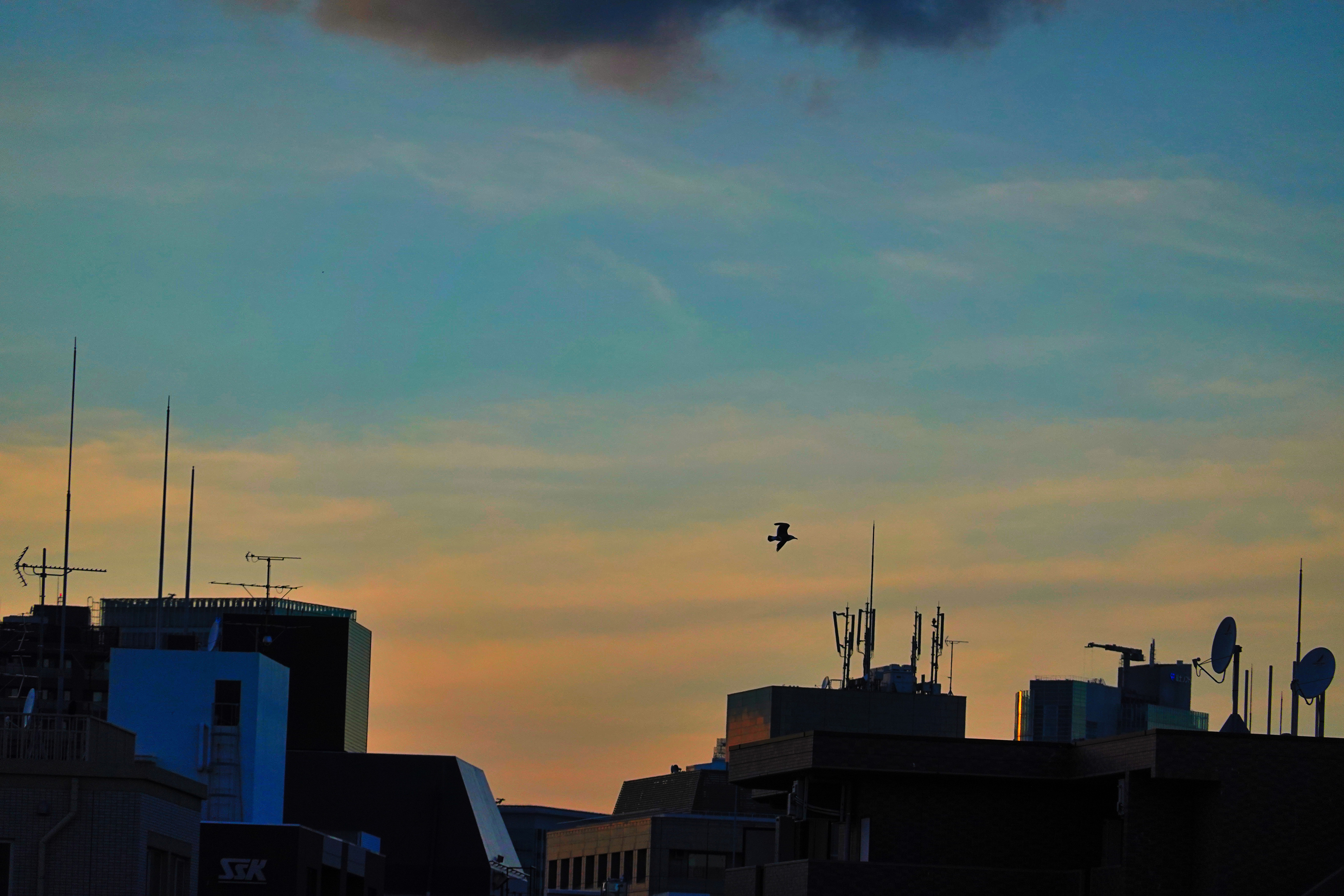 東京の空にいるのは、あれはカラスではないのです