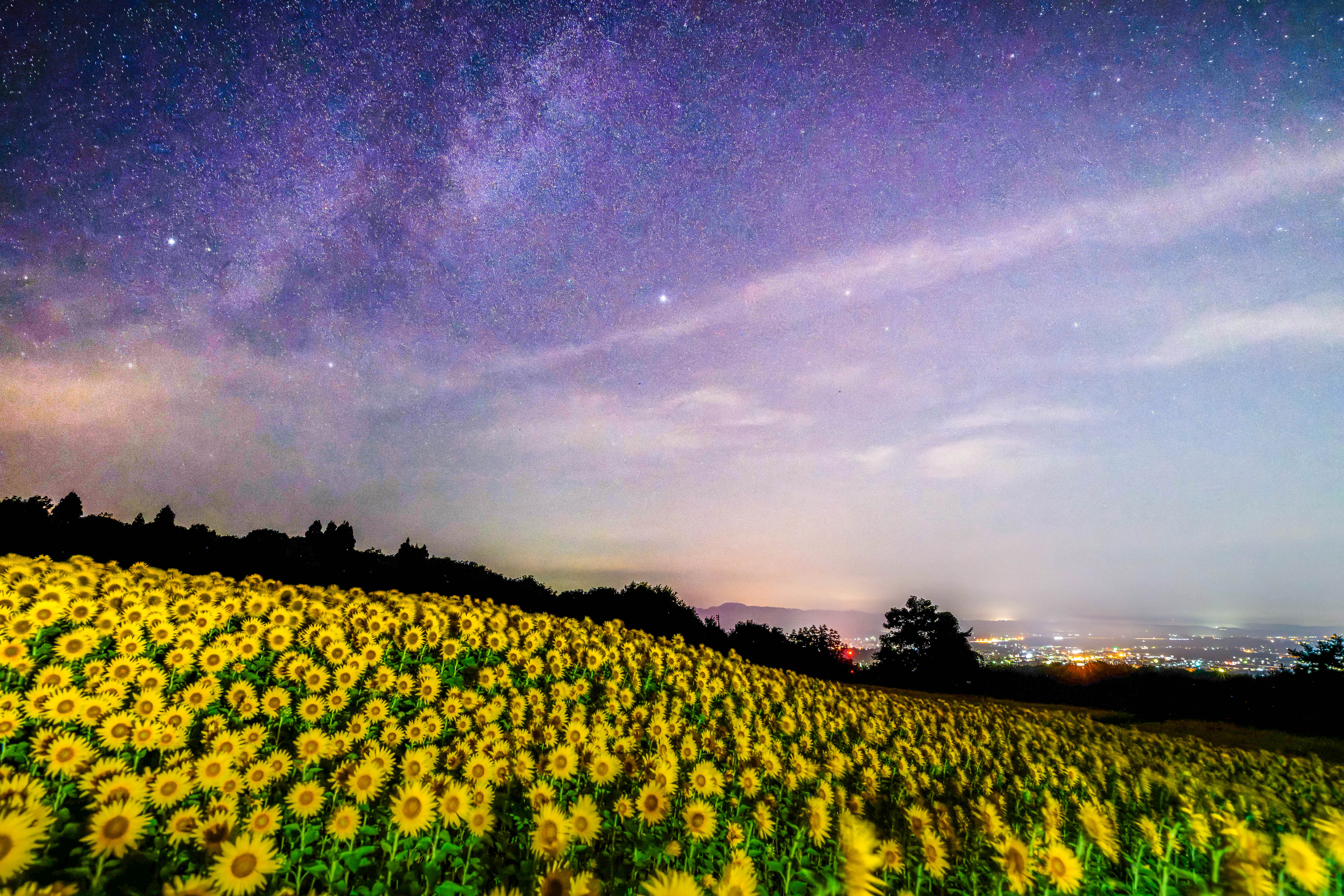 ひまわりと天の川