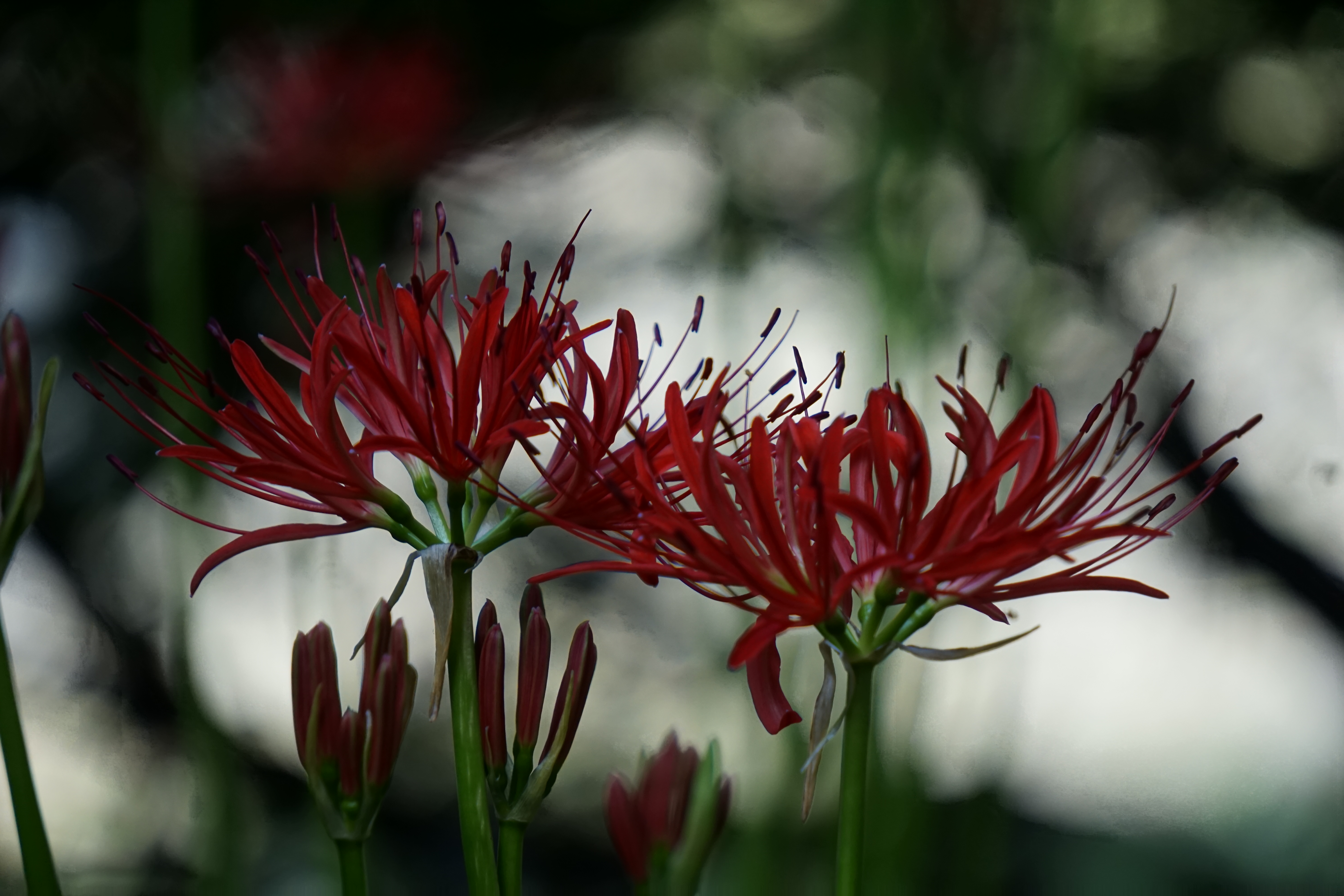 青紅葉の影に彼岸花