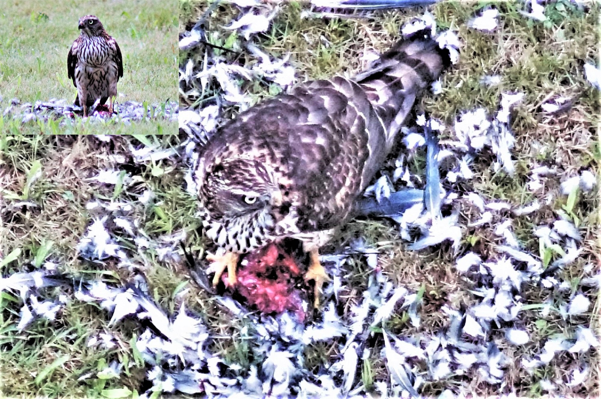 大鷹の幼鳥の採餌
