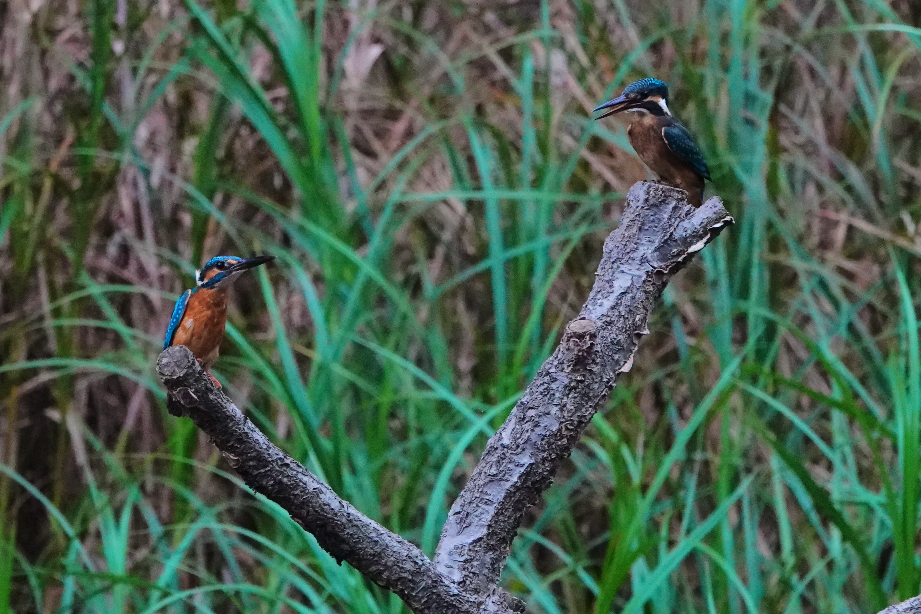 新天地促す親、鳴く子