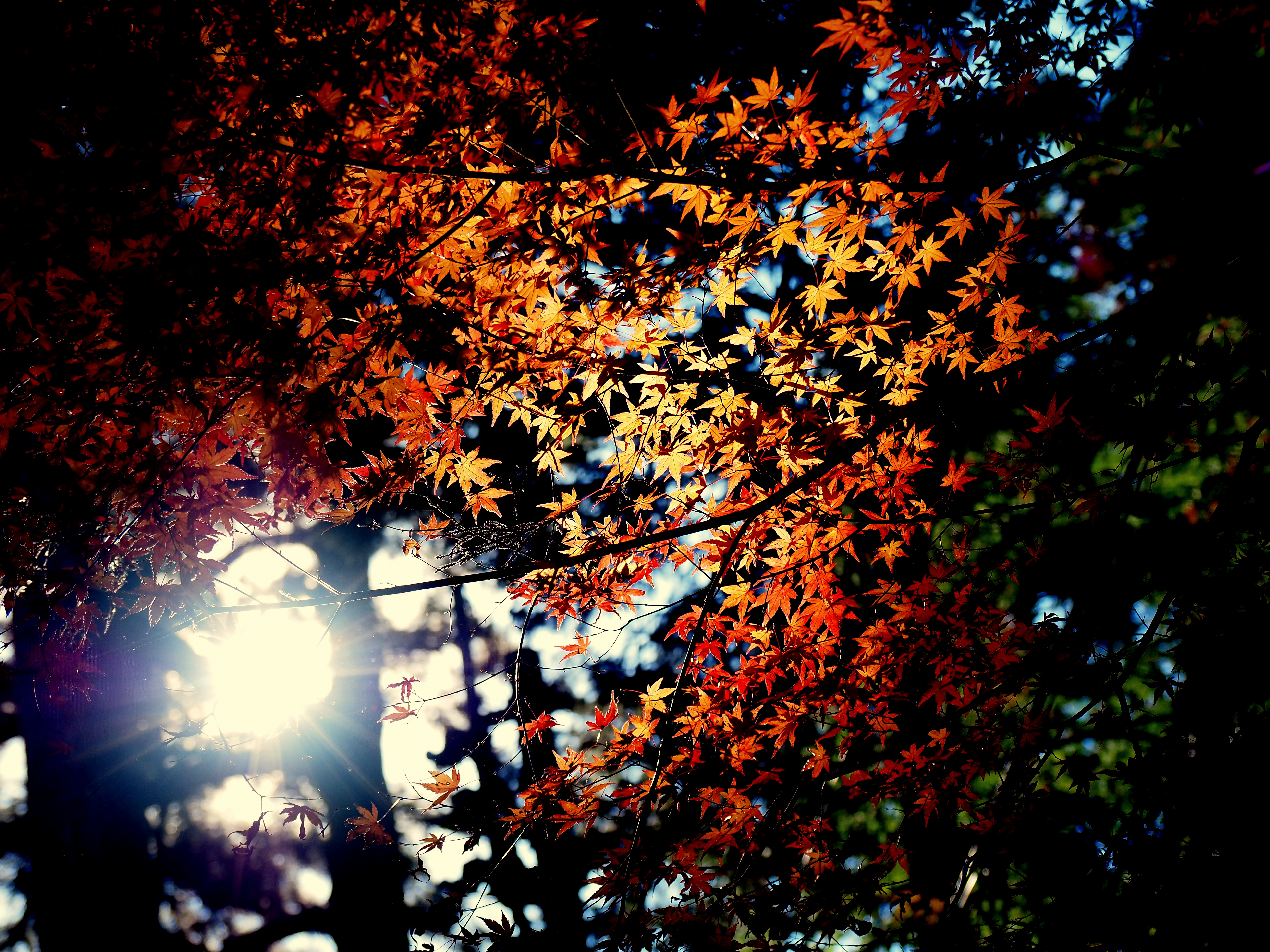 紅葉スポット
