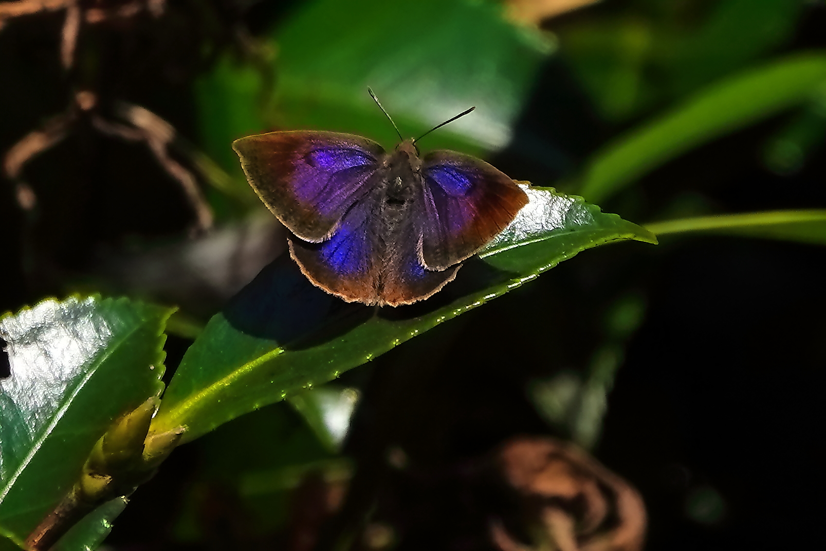 山茶花に紫小灰蝶