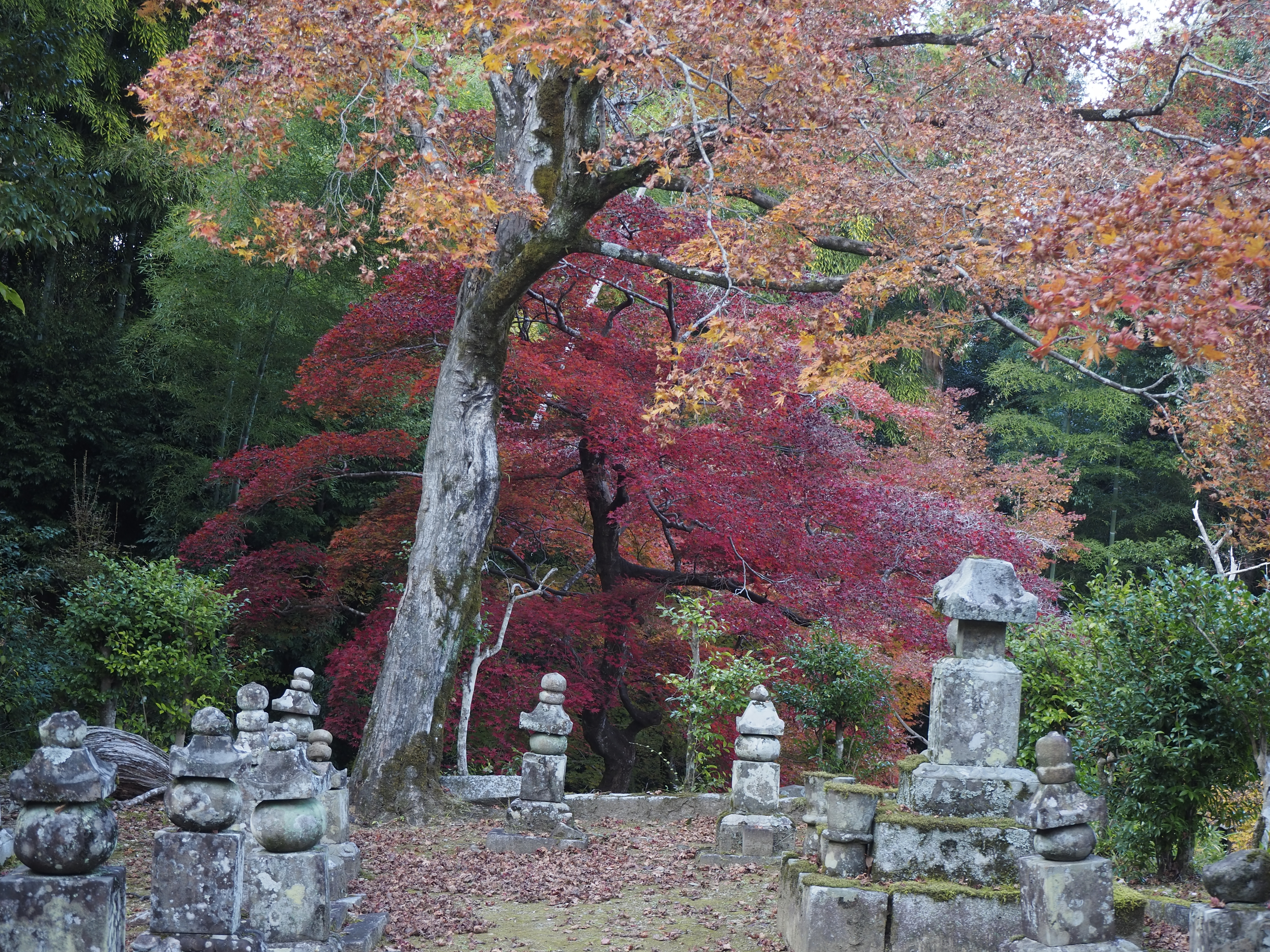 今も昔も紅葉は人の心を。。。