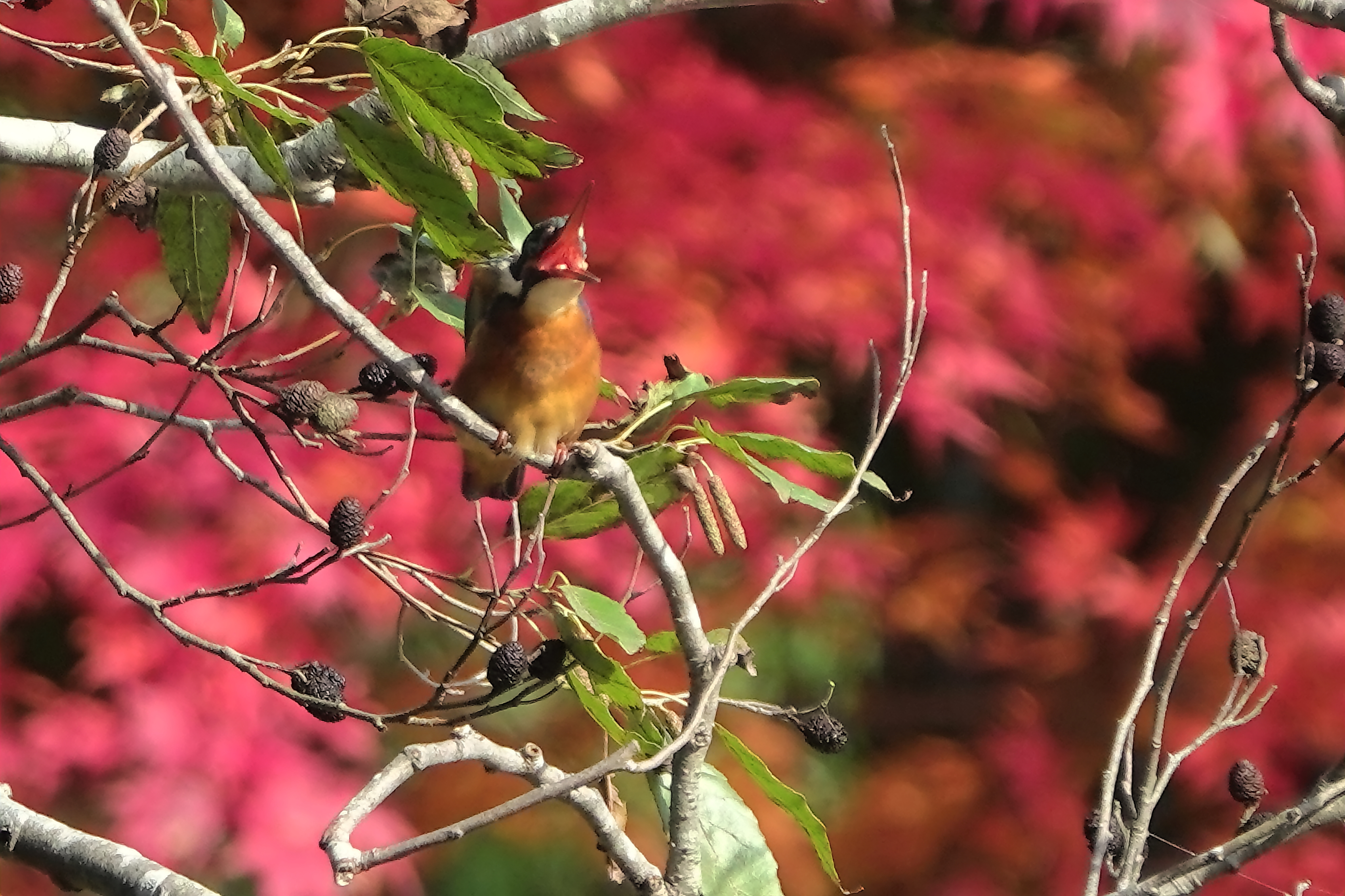 口の中も紅葉も同じ赤