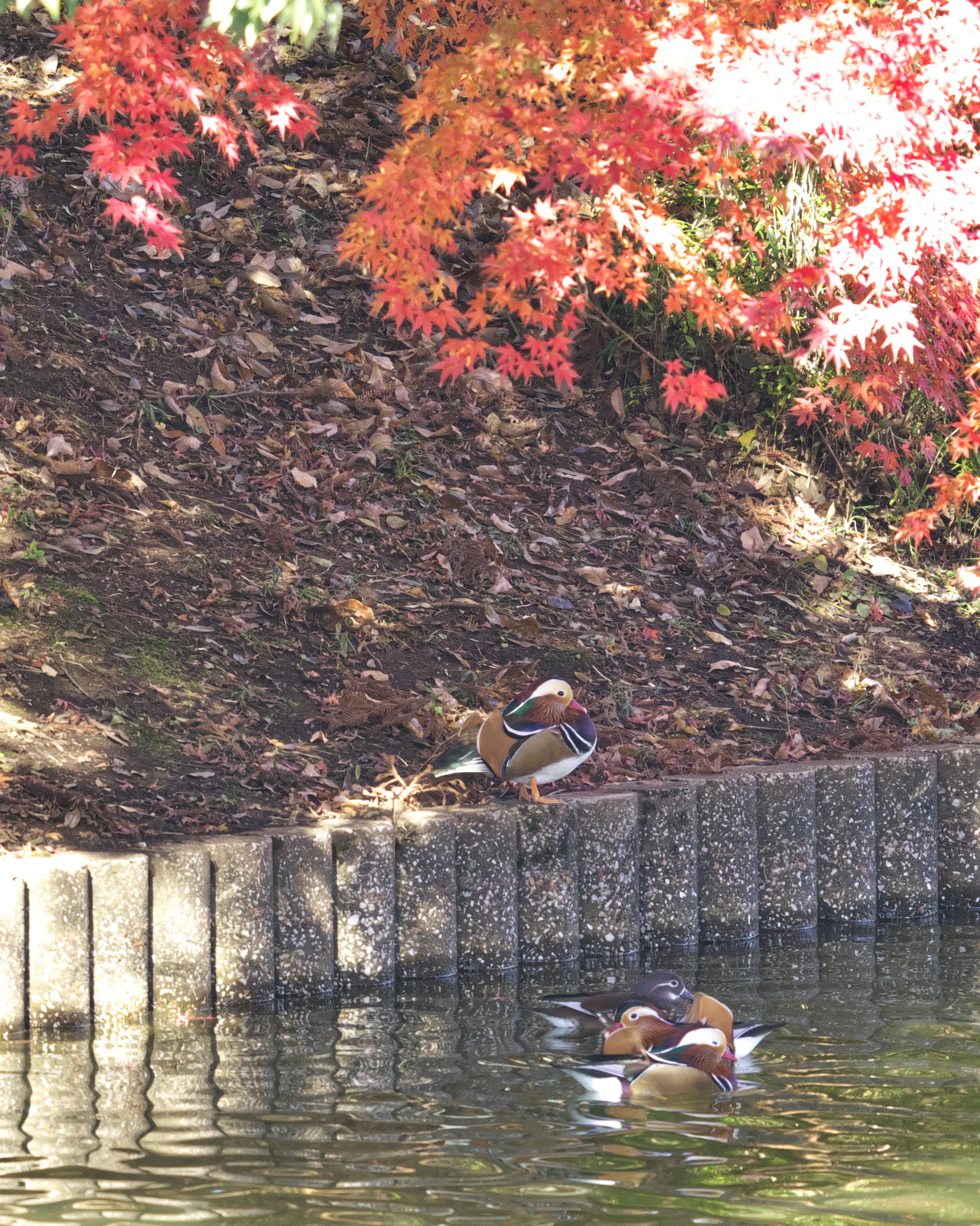 紅葉に鴛鴦