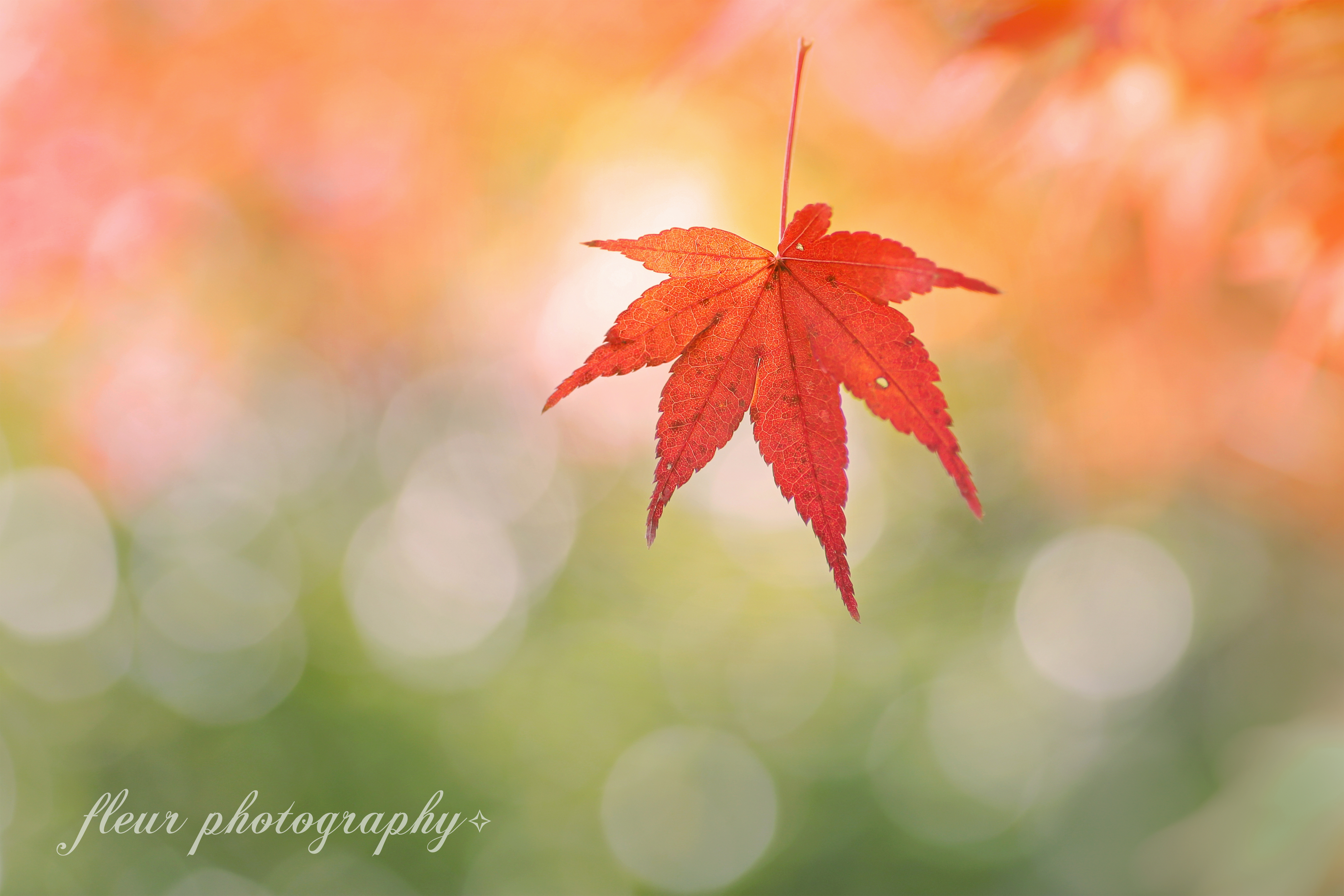 the Leaf