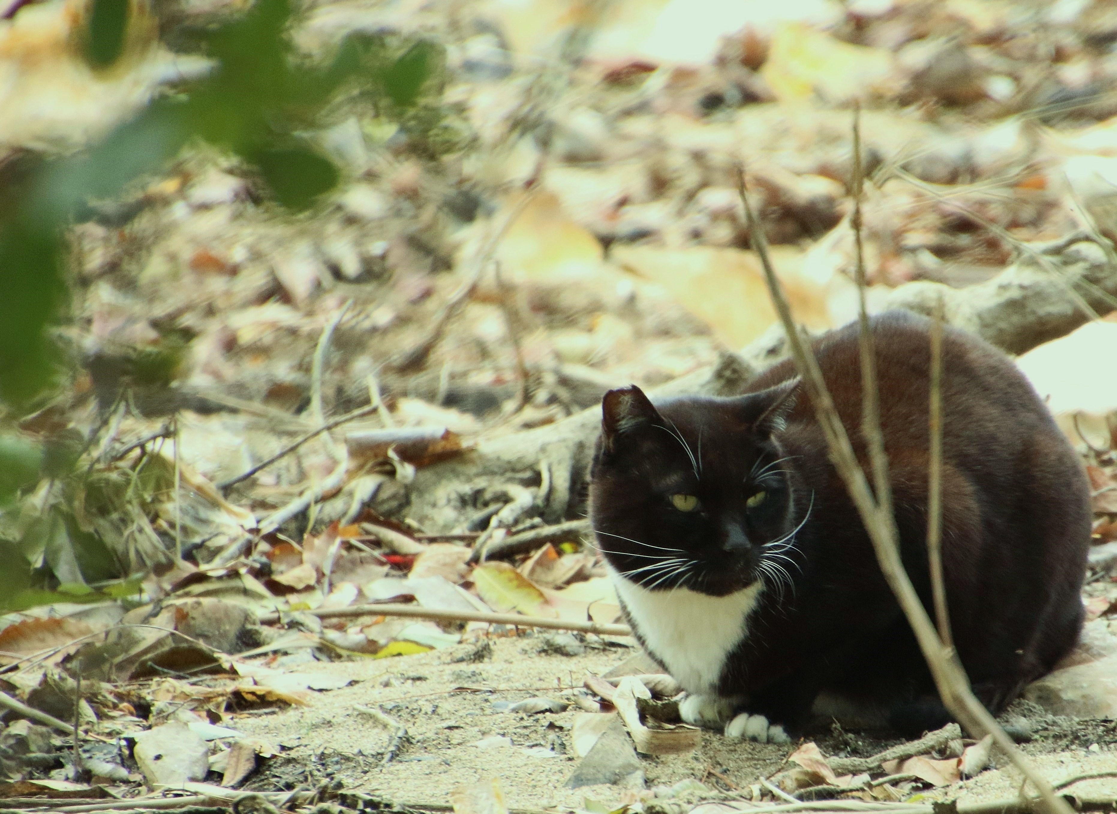 我輩は地域猫である。