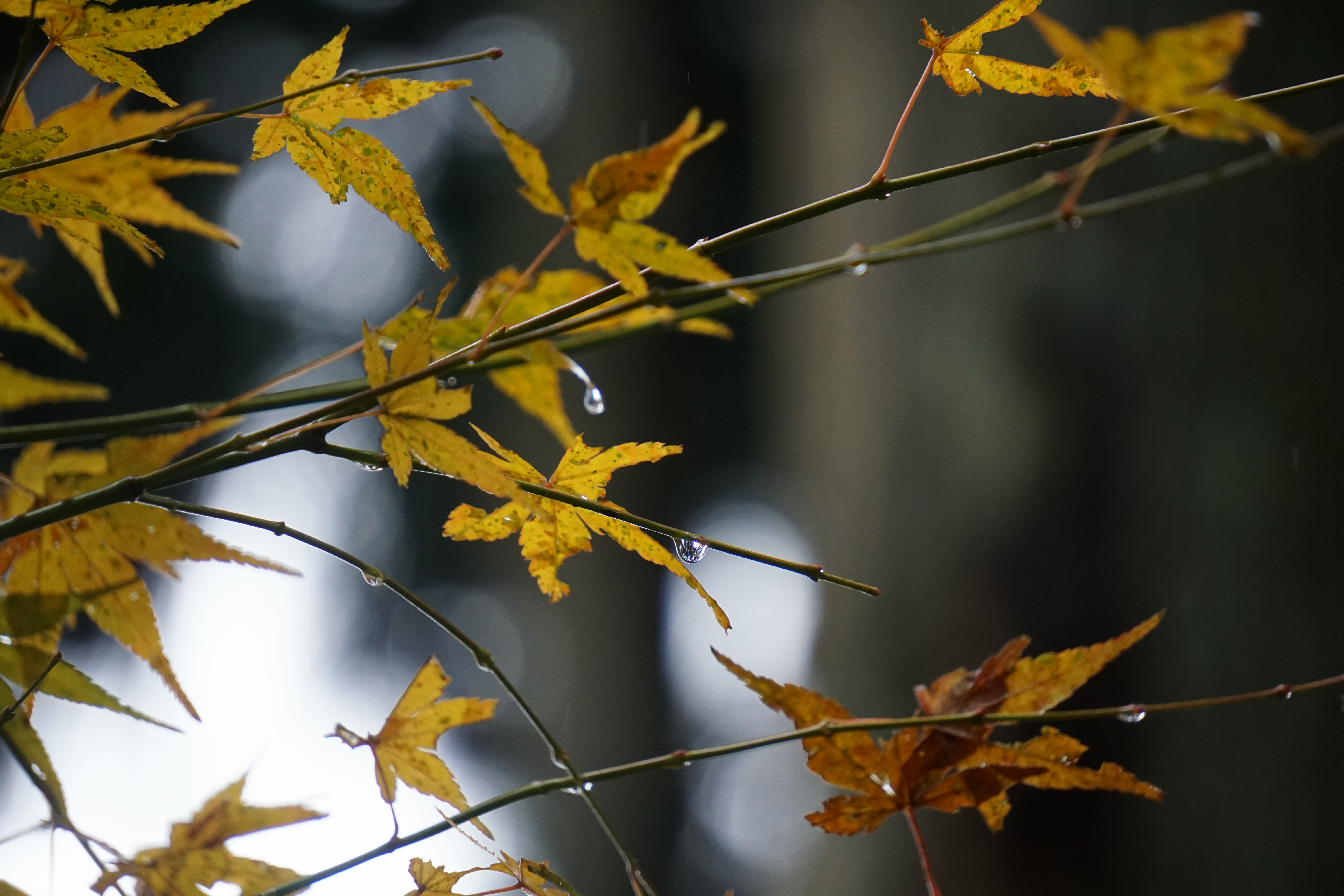 「雨上がり」、紅葉