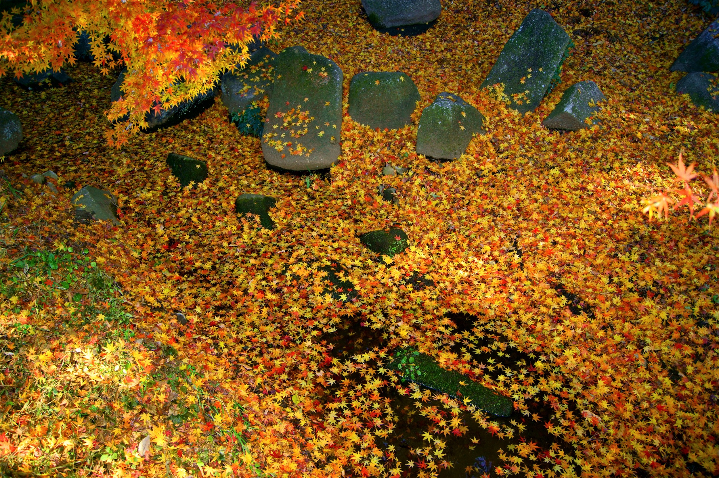 還り行く散紅葉