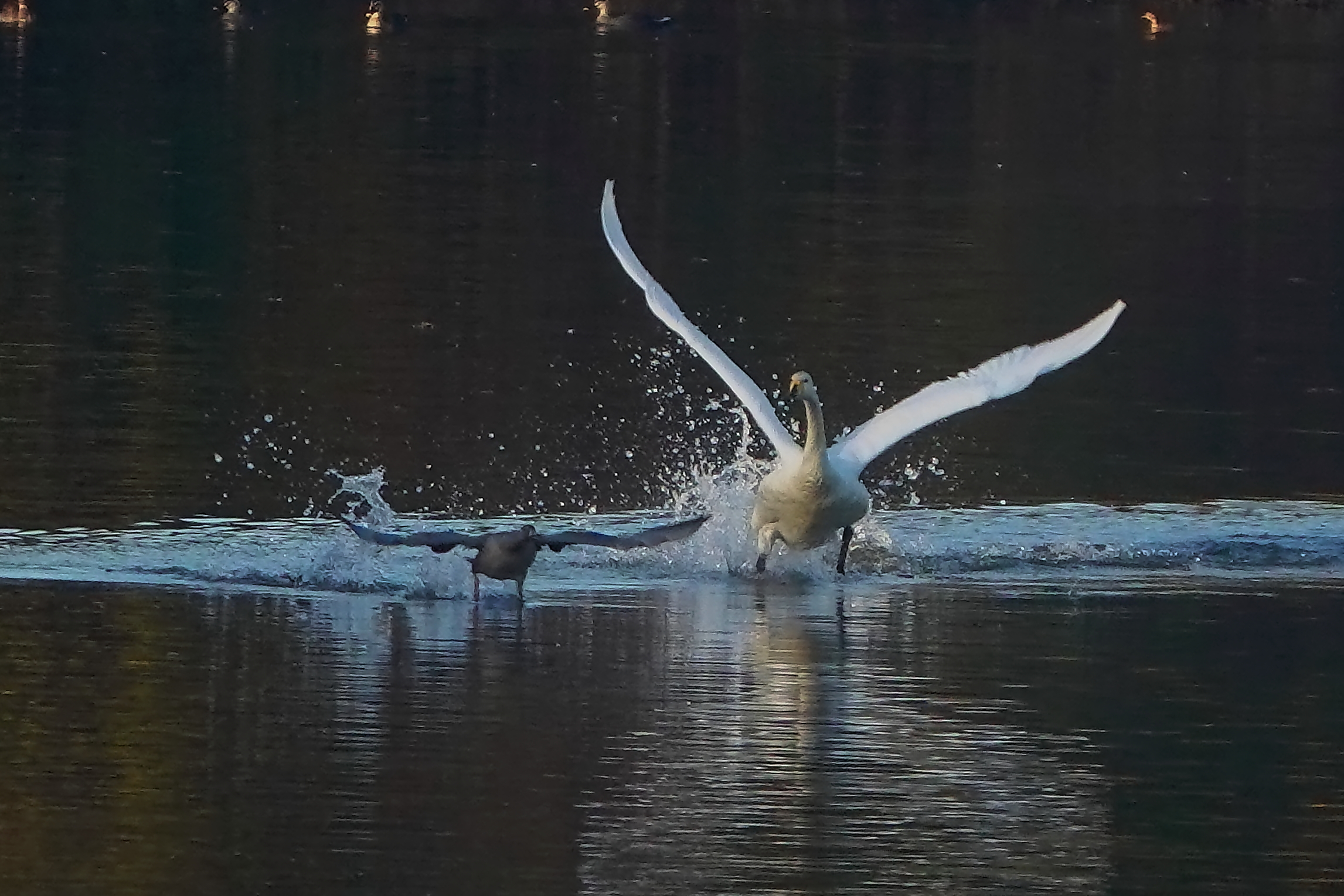 真雁、大白鳥に接近!