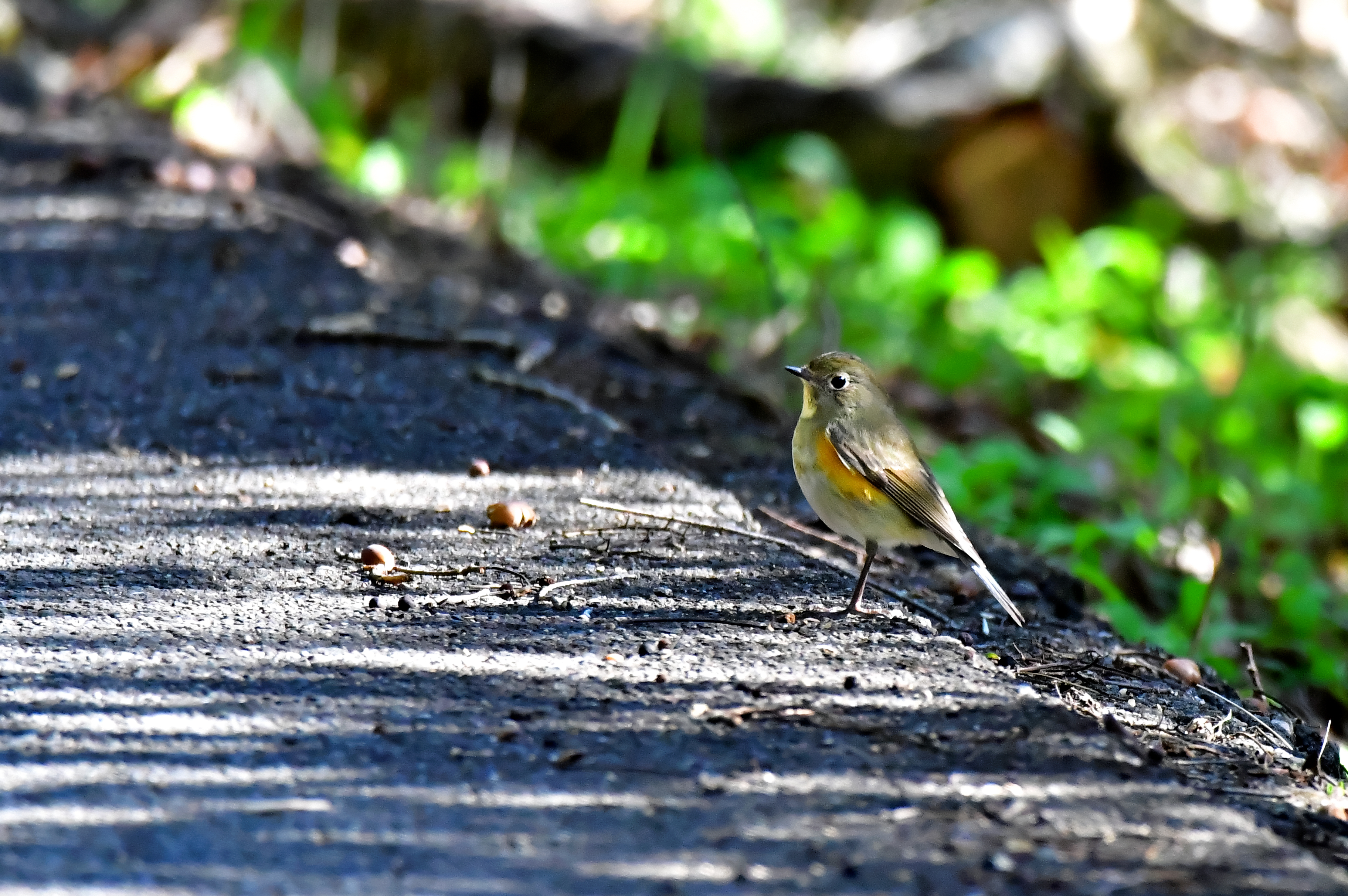 ルリビタキ ♀
