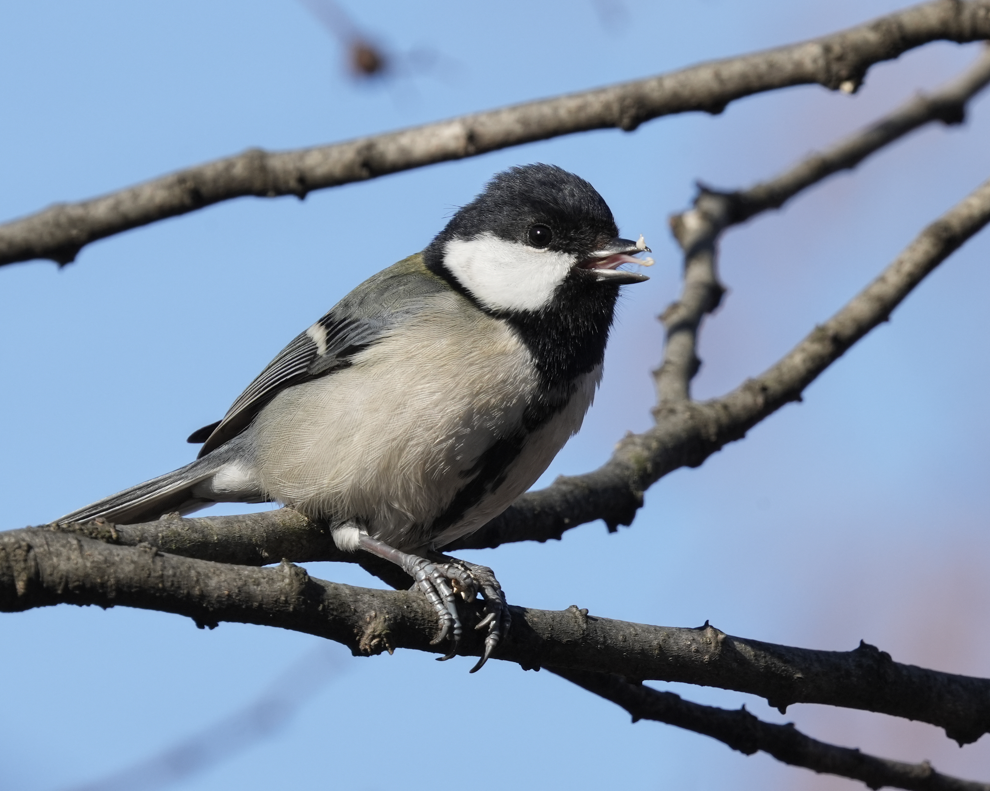 舌鼓を打つシジュウカラ