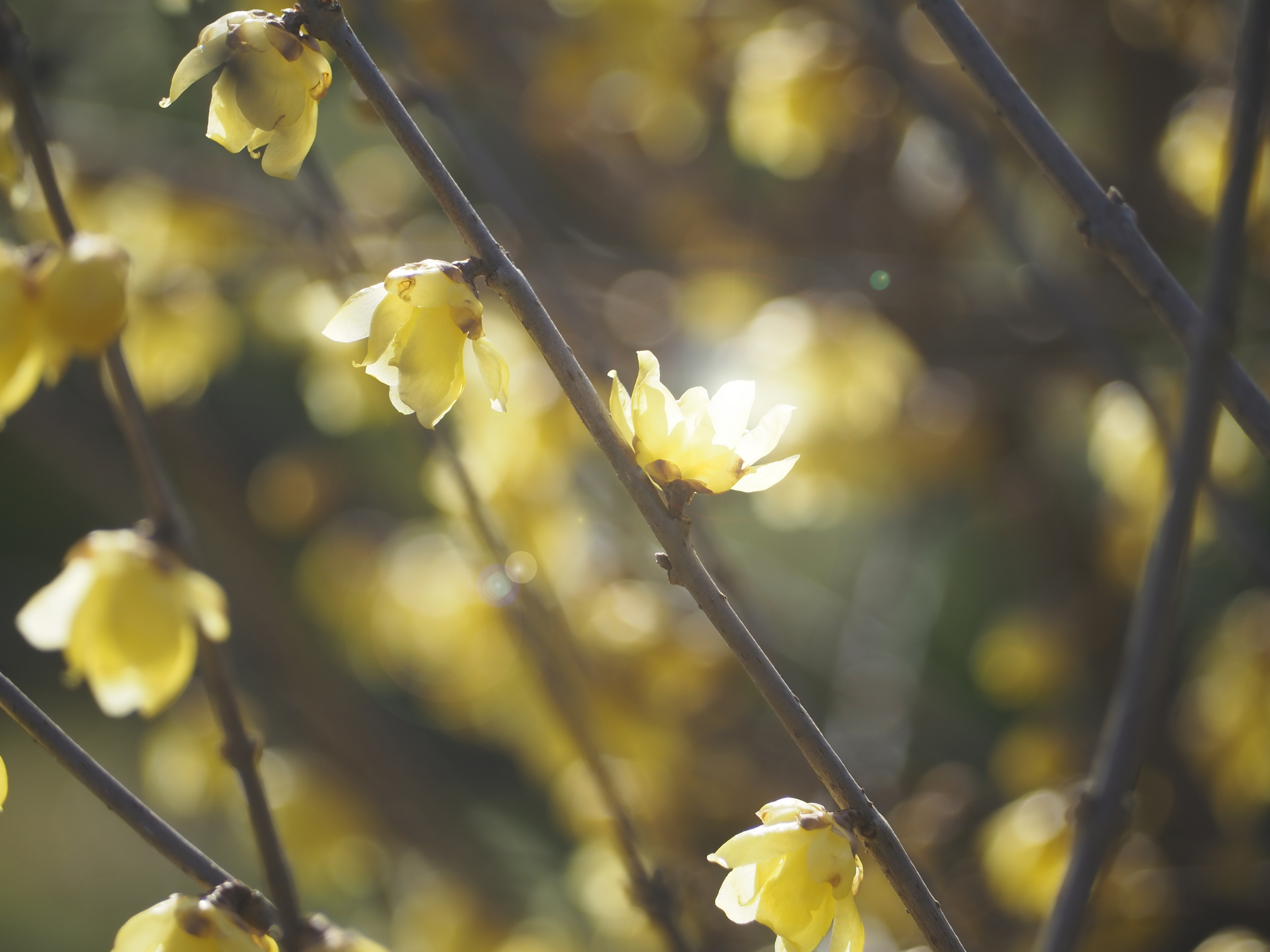 花弁の中に光彩が。。。