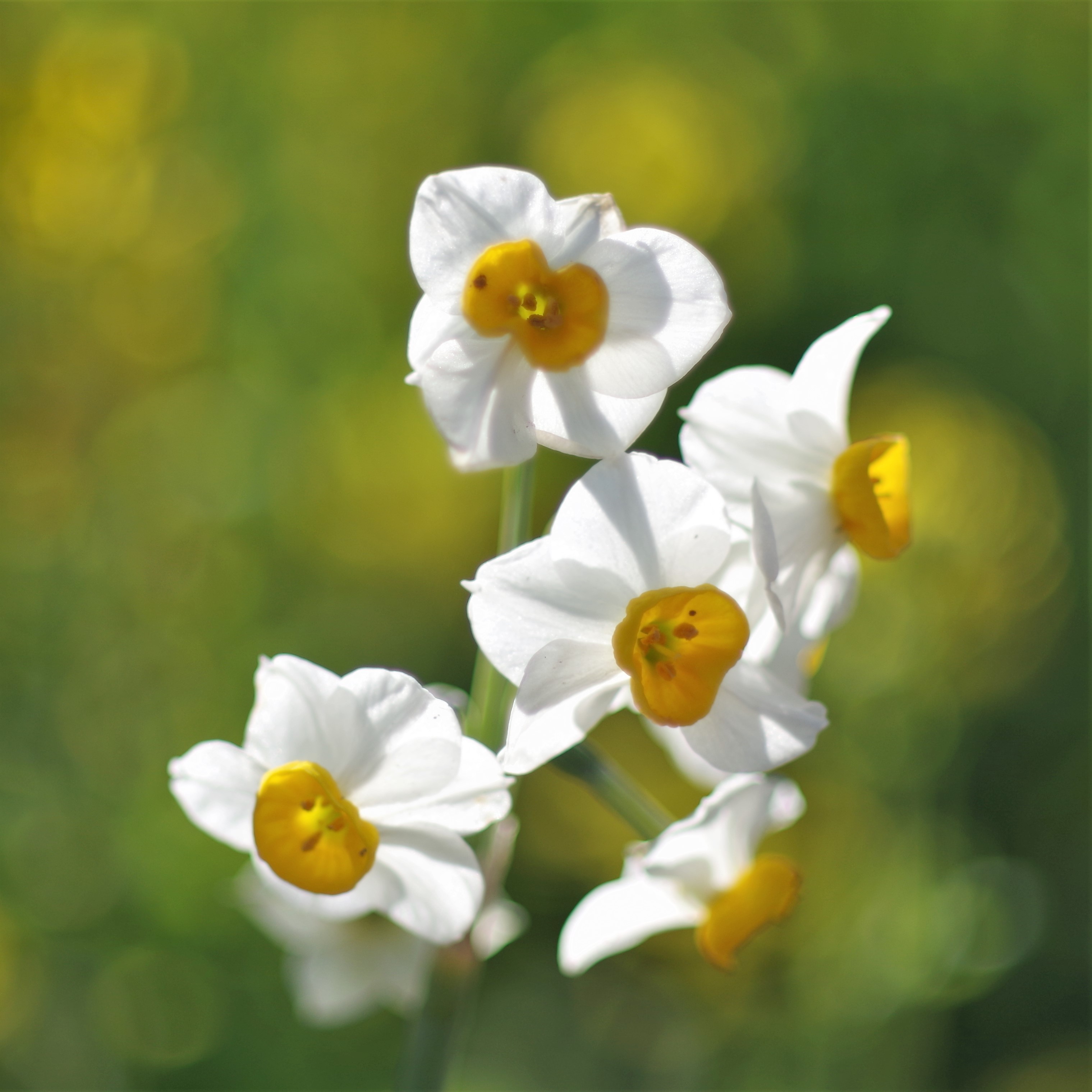 菜の花と水仙