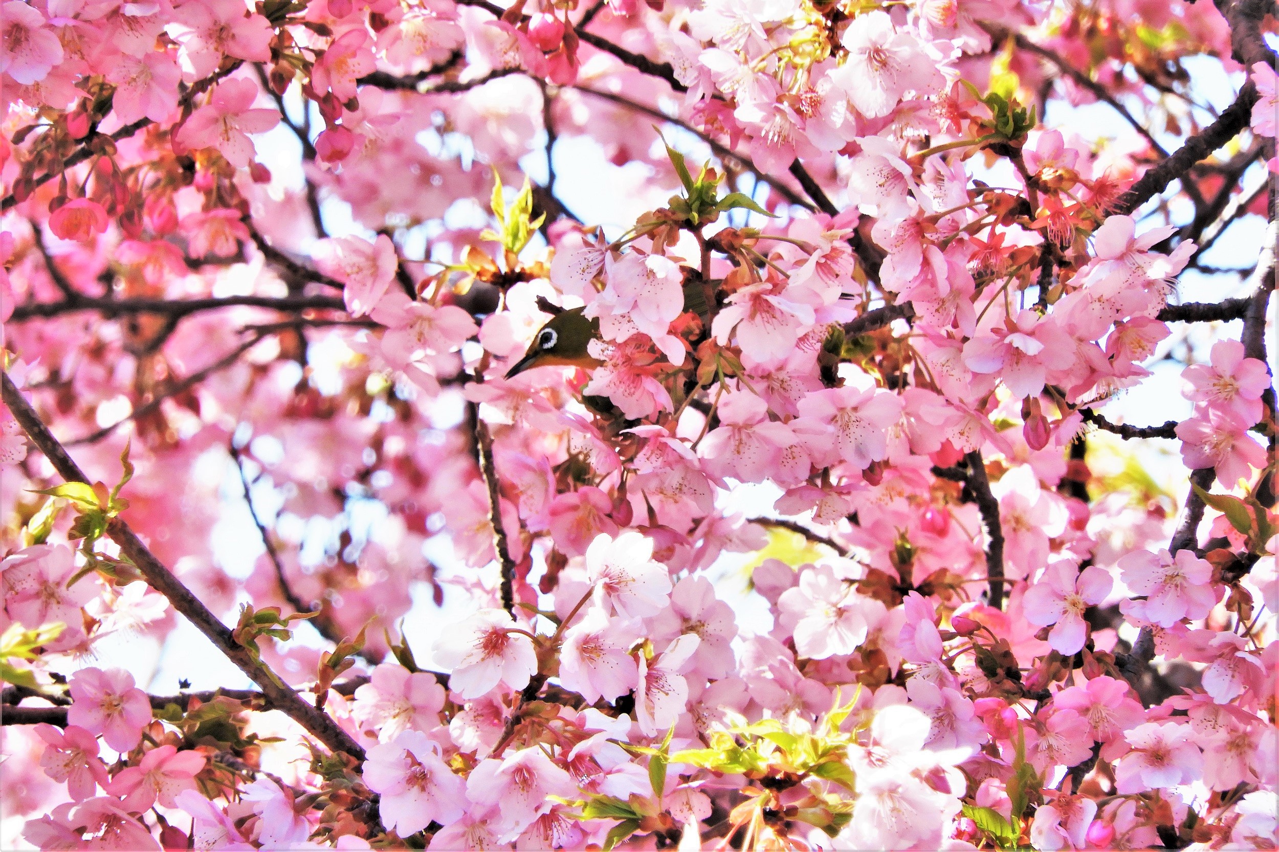 花万朶の中の目白
