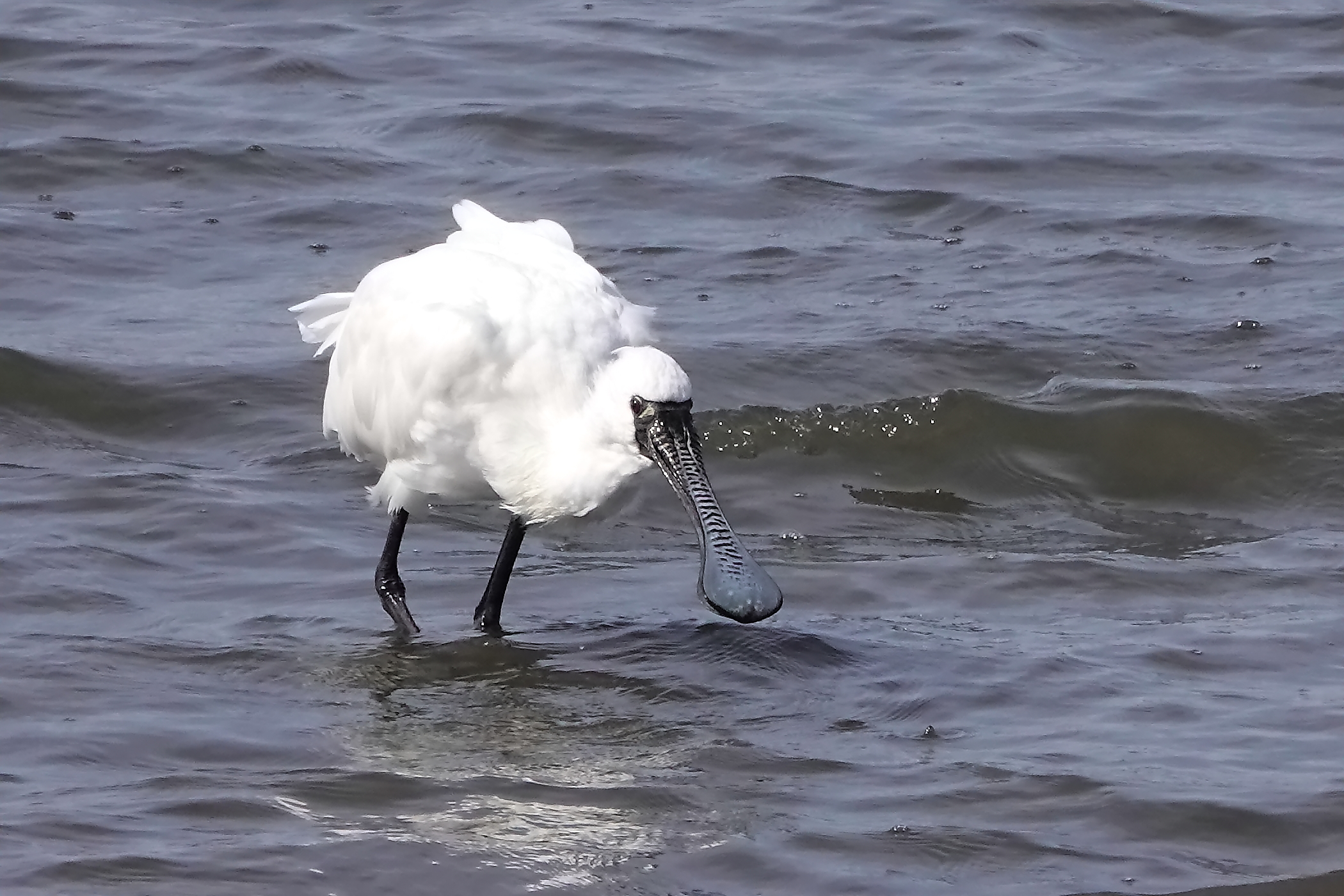 クロツラヘラサギ成鳥