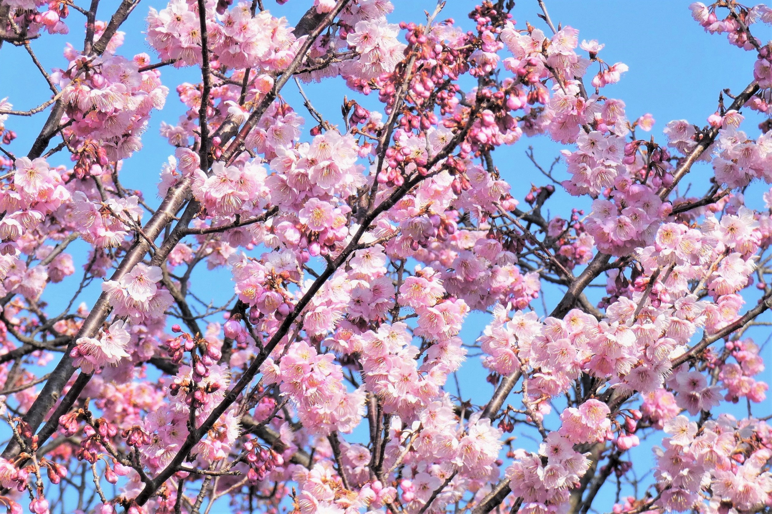 寒桜が満開に