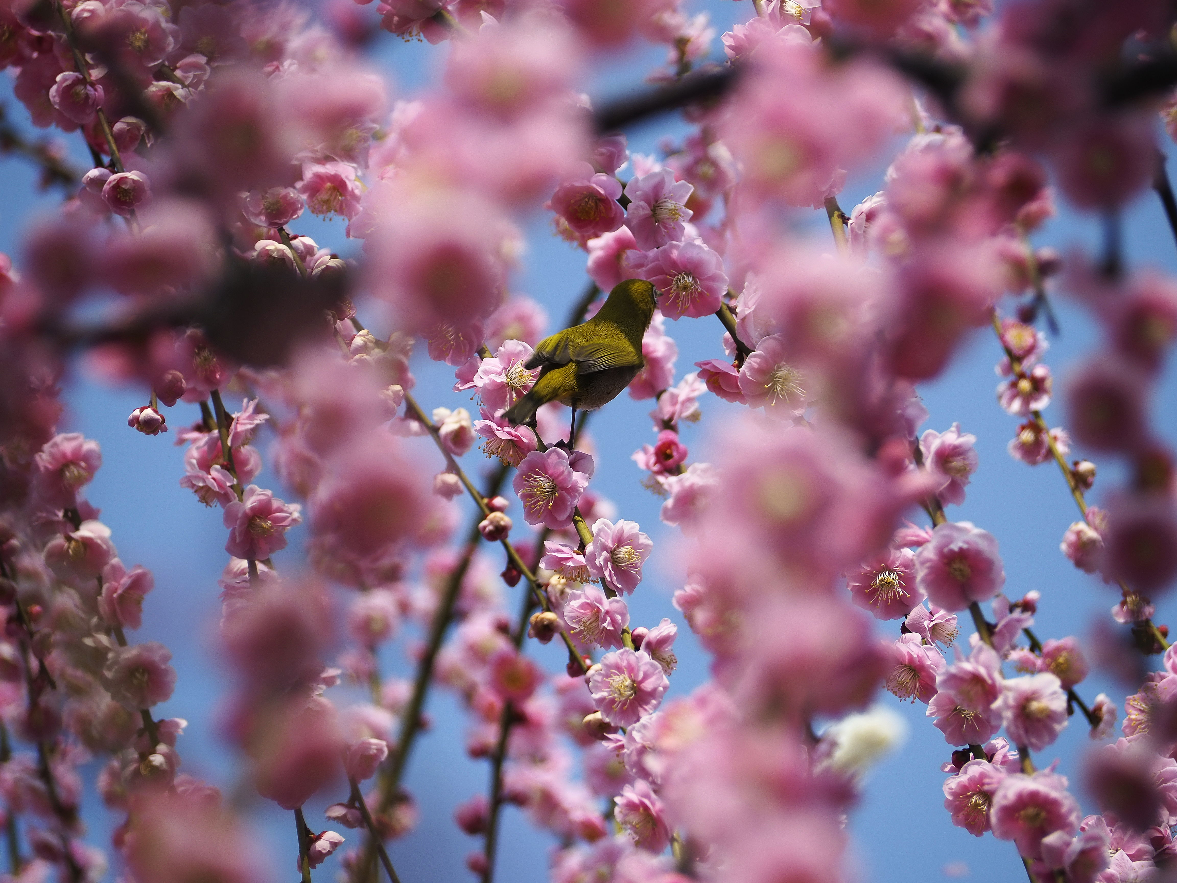 花の蜜鑑定団。