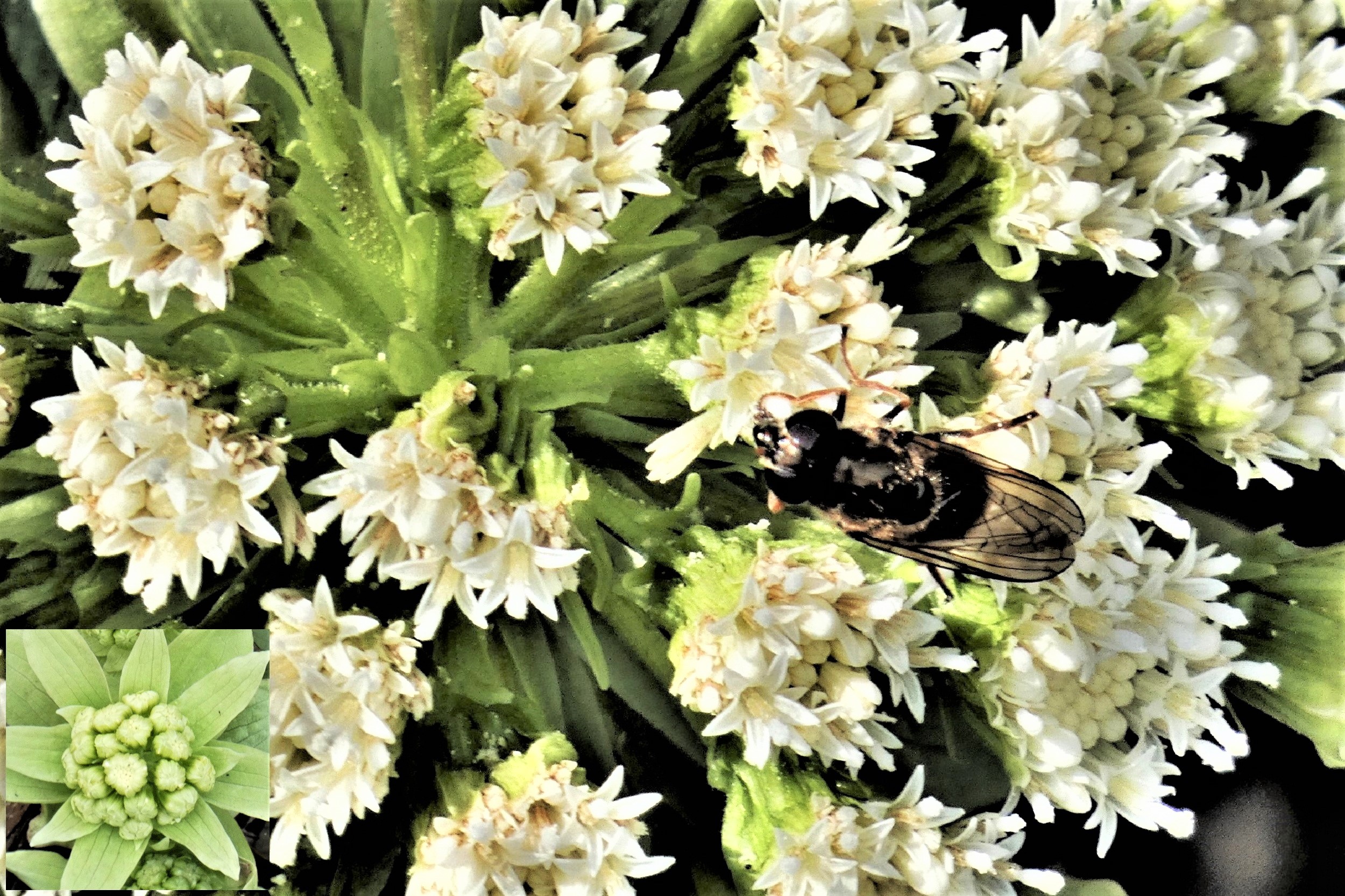 雌蕊を抱える花虻
