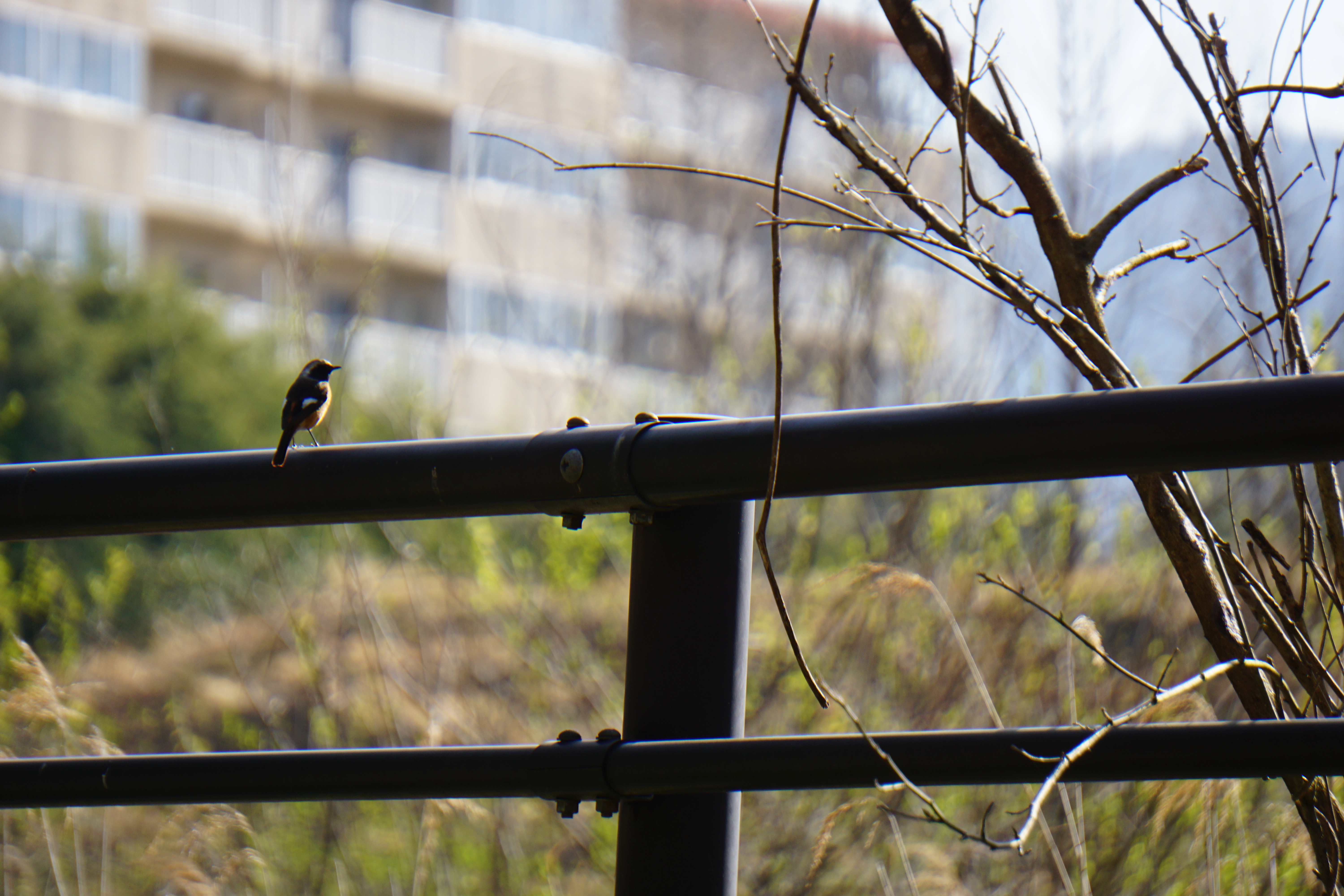 鳥が止まる