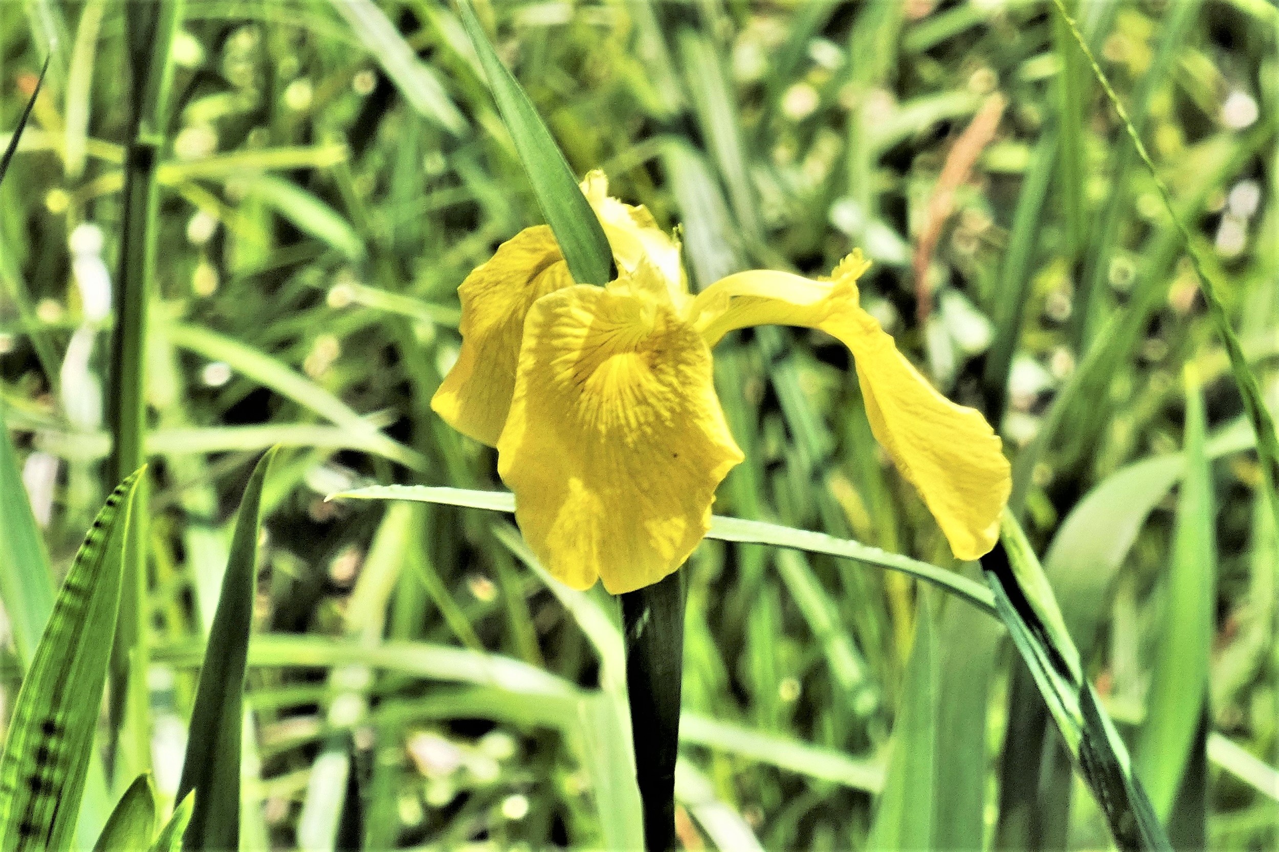 黄菖蒲がもう開花