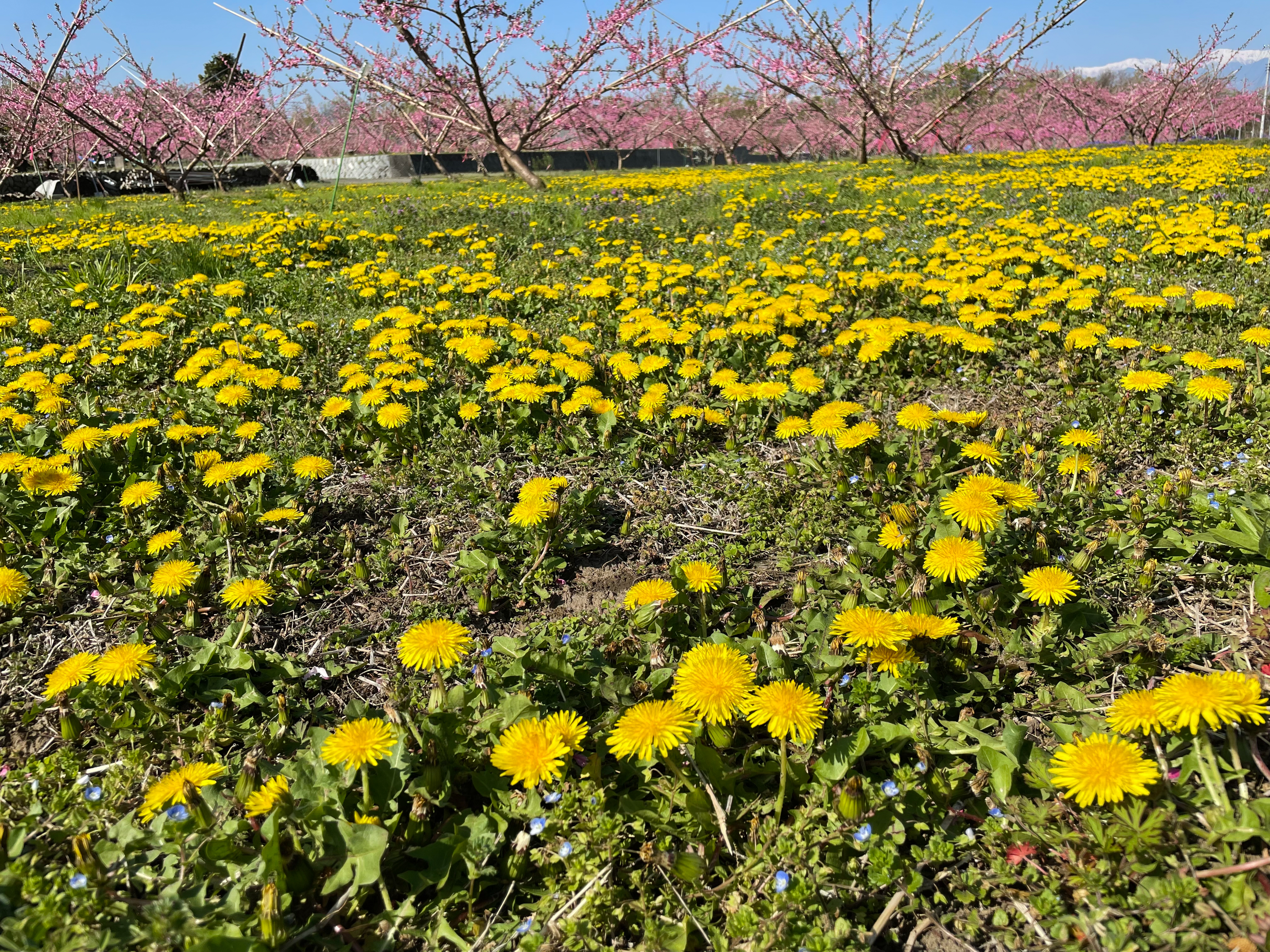 タンポポ広がる桃畑・2022年4月9日