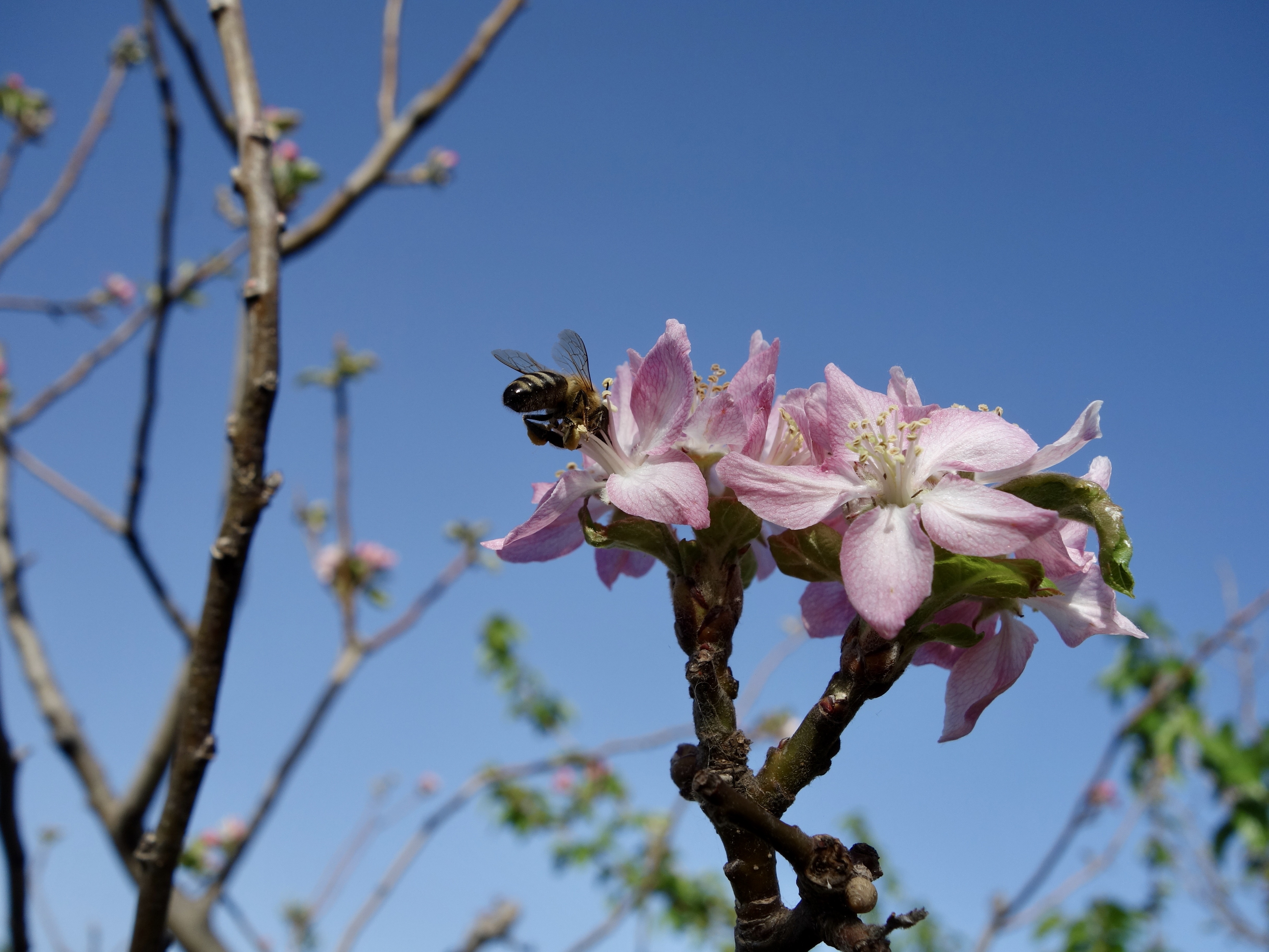 りんごの花、咲いた!