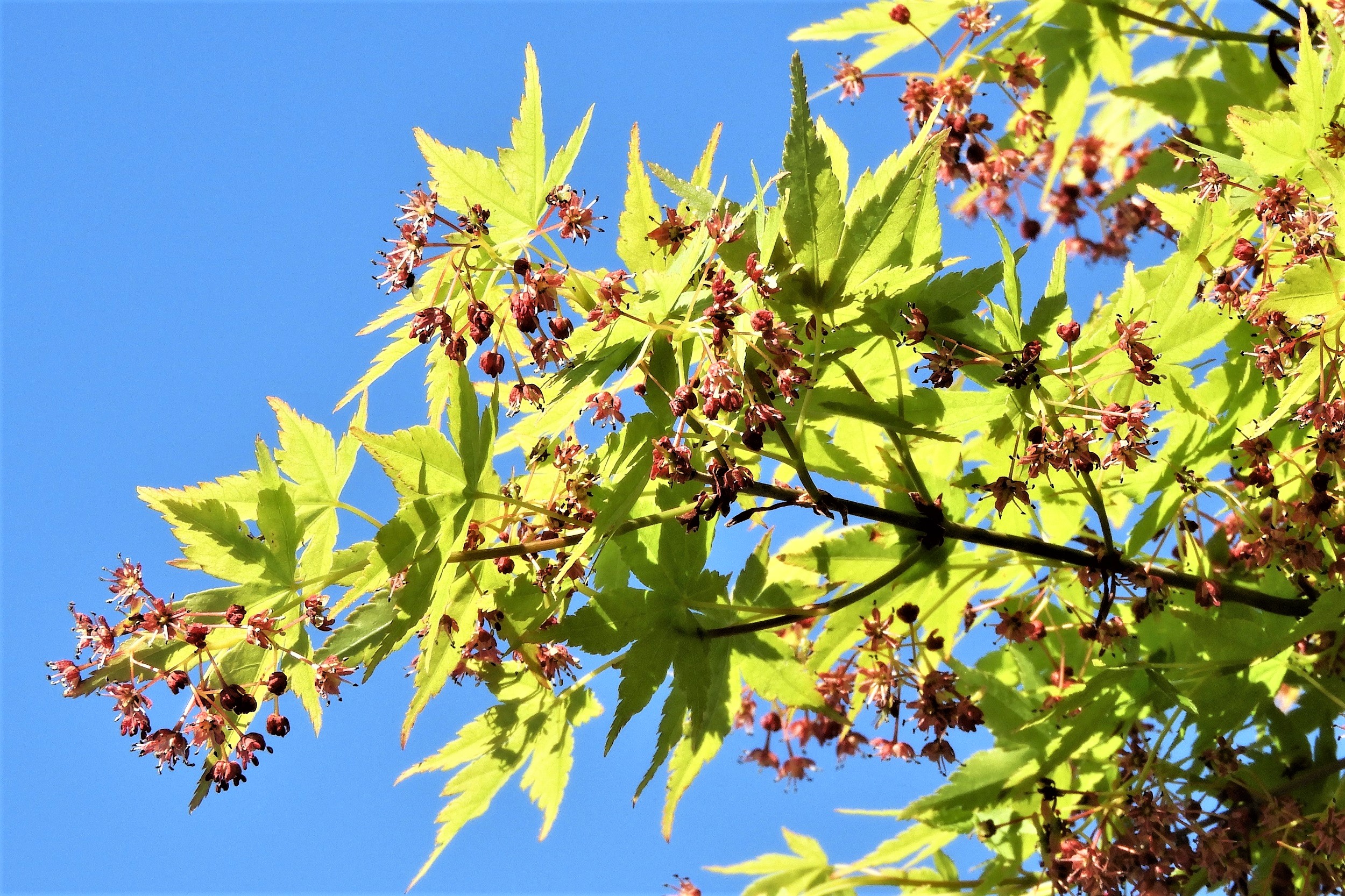 伊呂波紅葉の開花