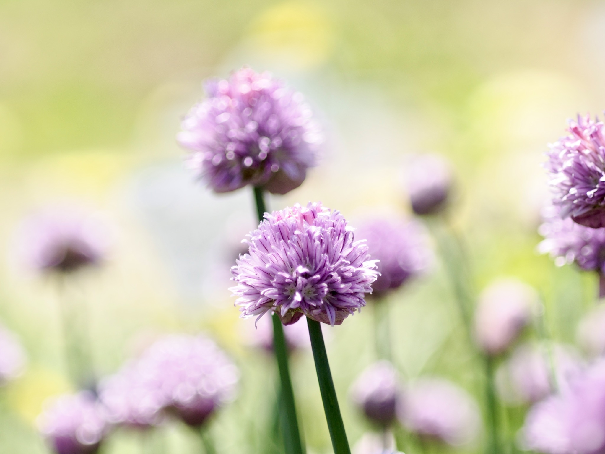チャイブの花