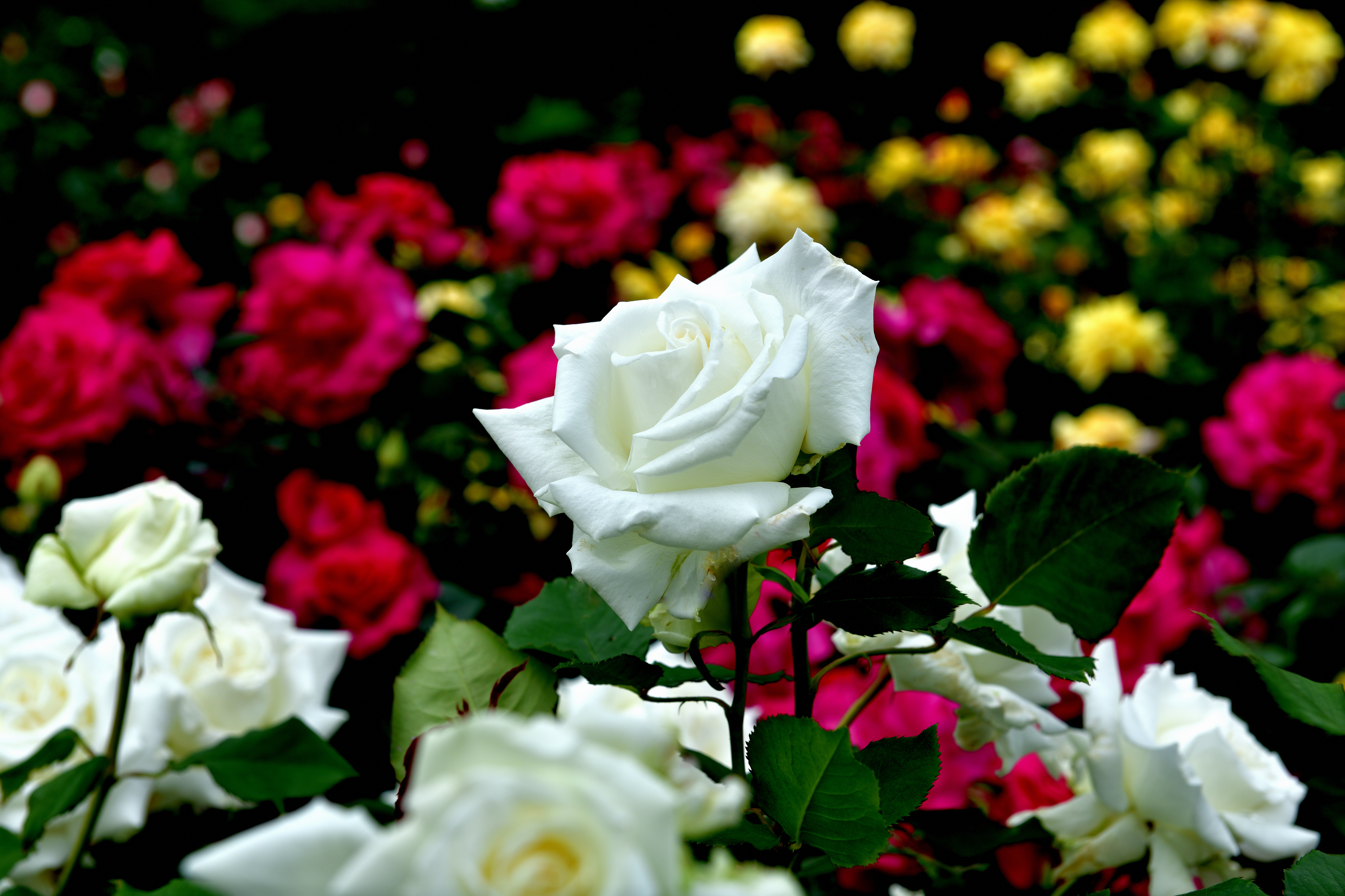薔薇が咲いた