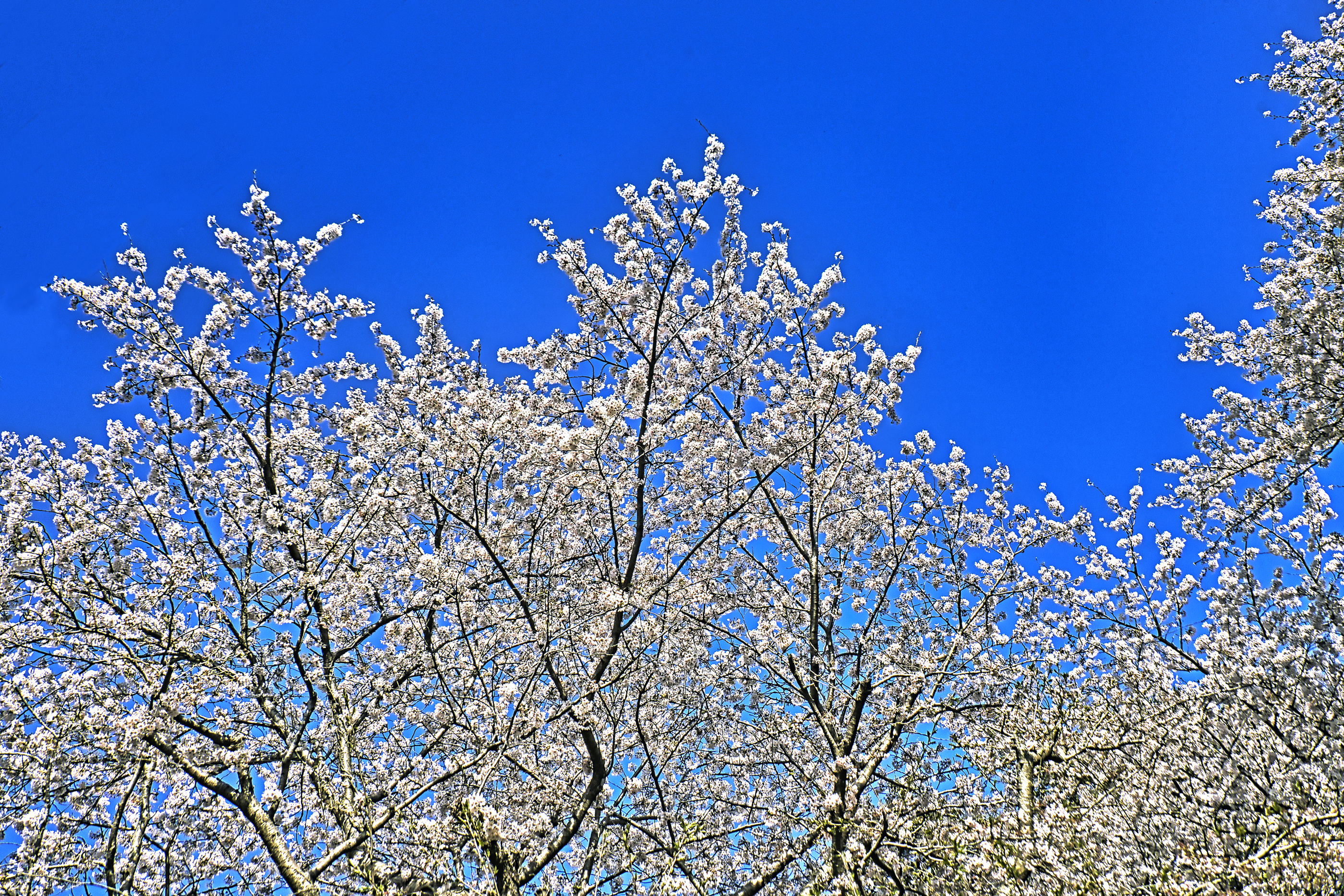 青空と桜